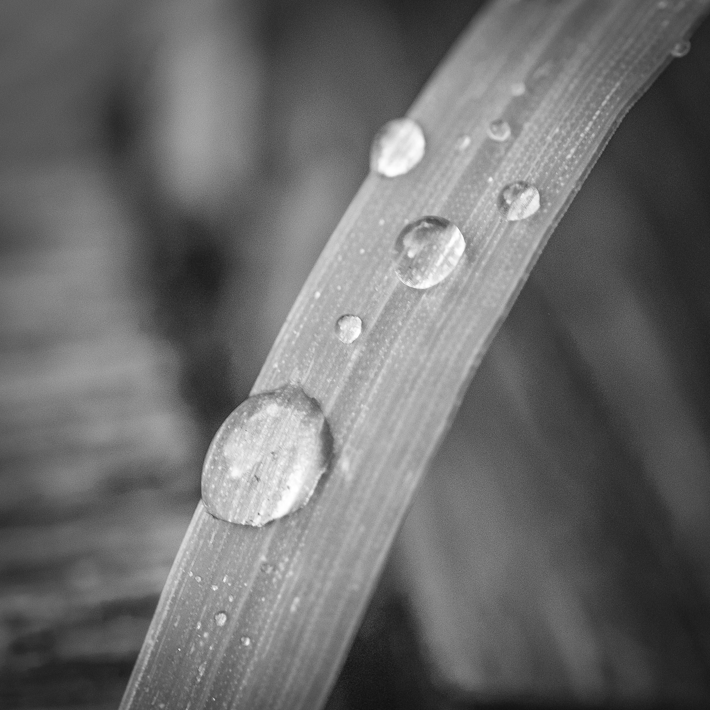 raindrops_12July2016_ALI31329.jpg