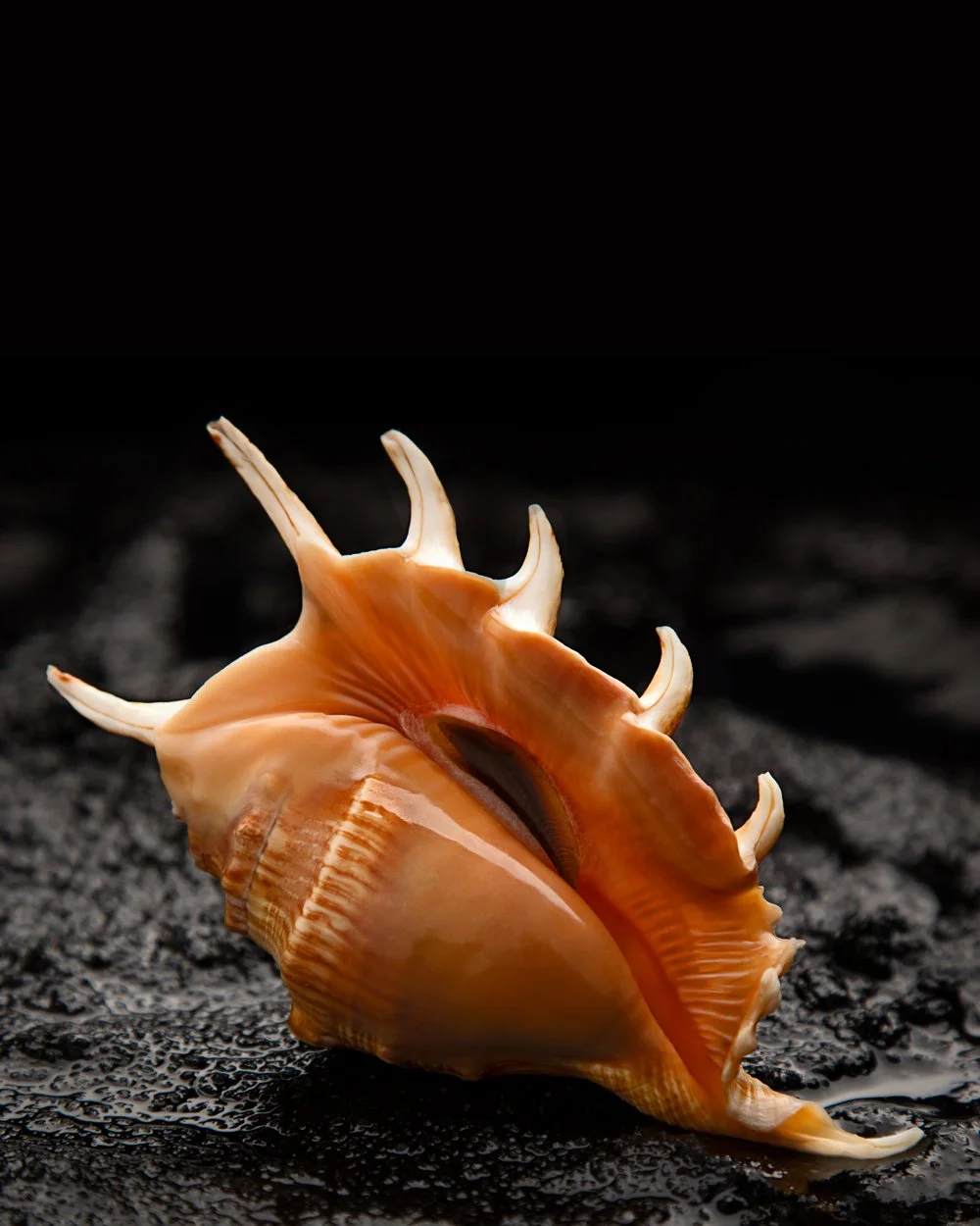 Cyclo-shells_05.jpg
