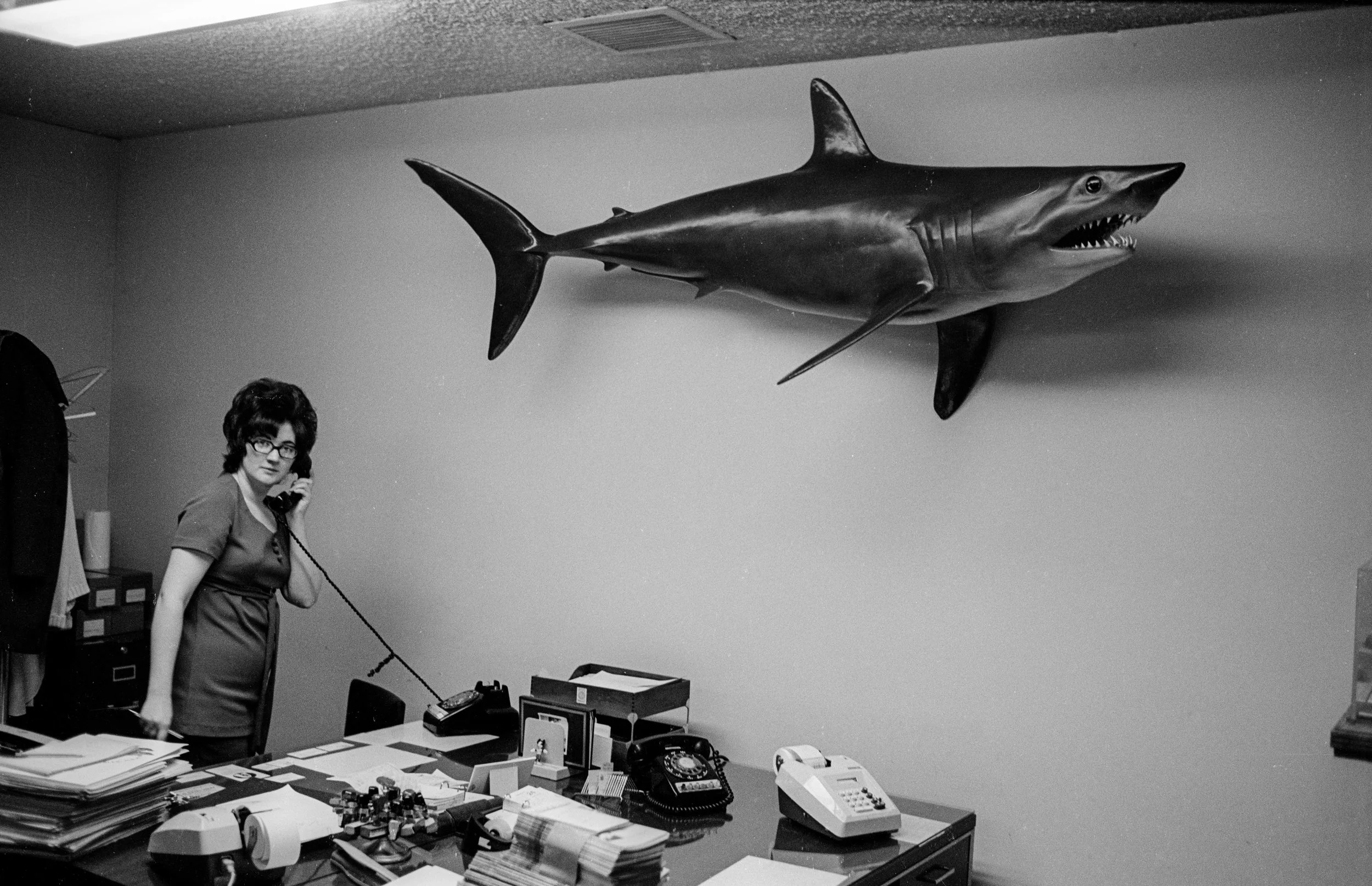 shark.jpg