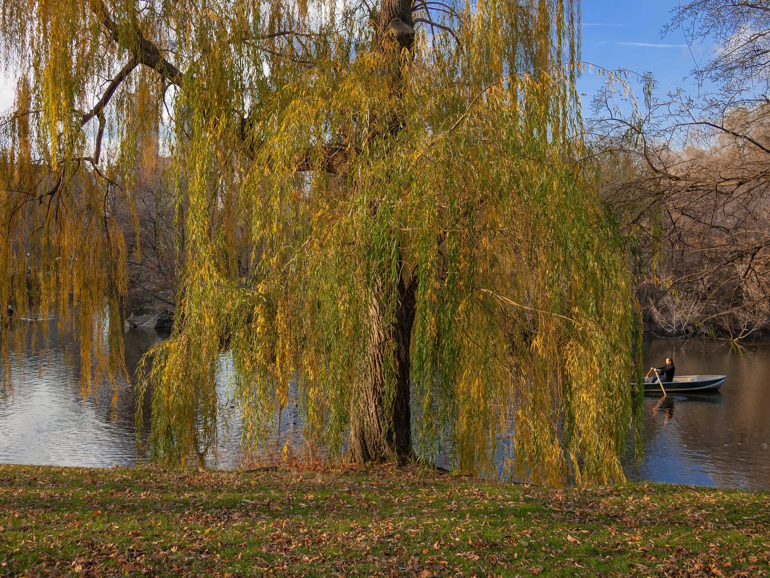 The Lake, December 2013