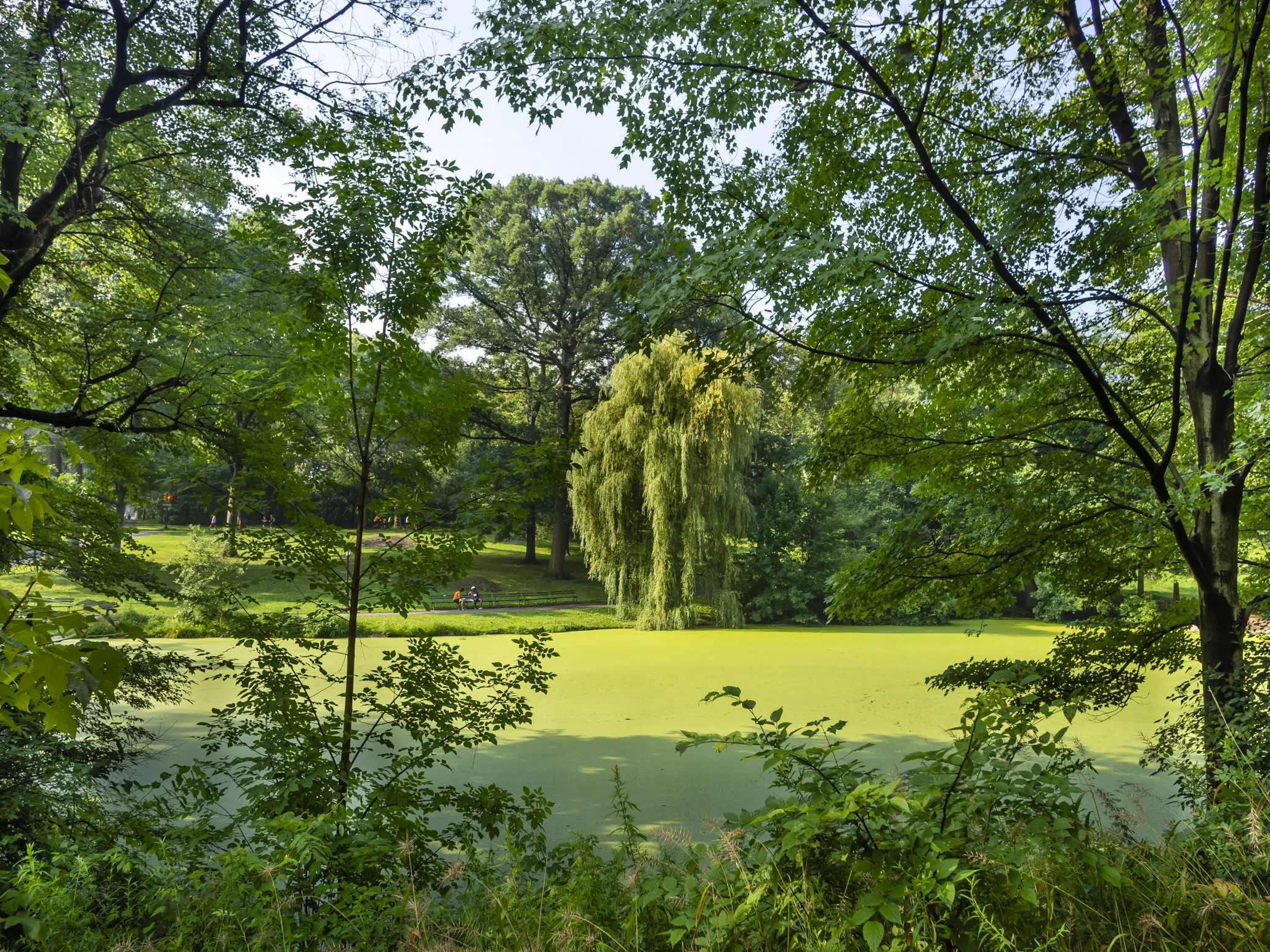 The Pool, July 2018