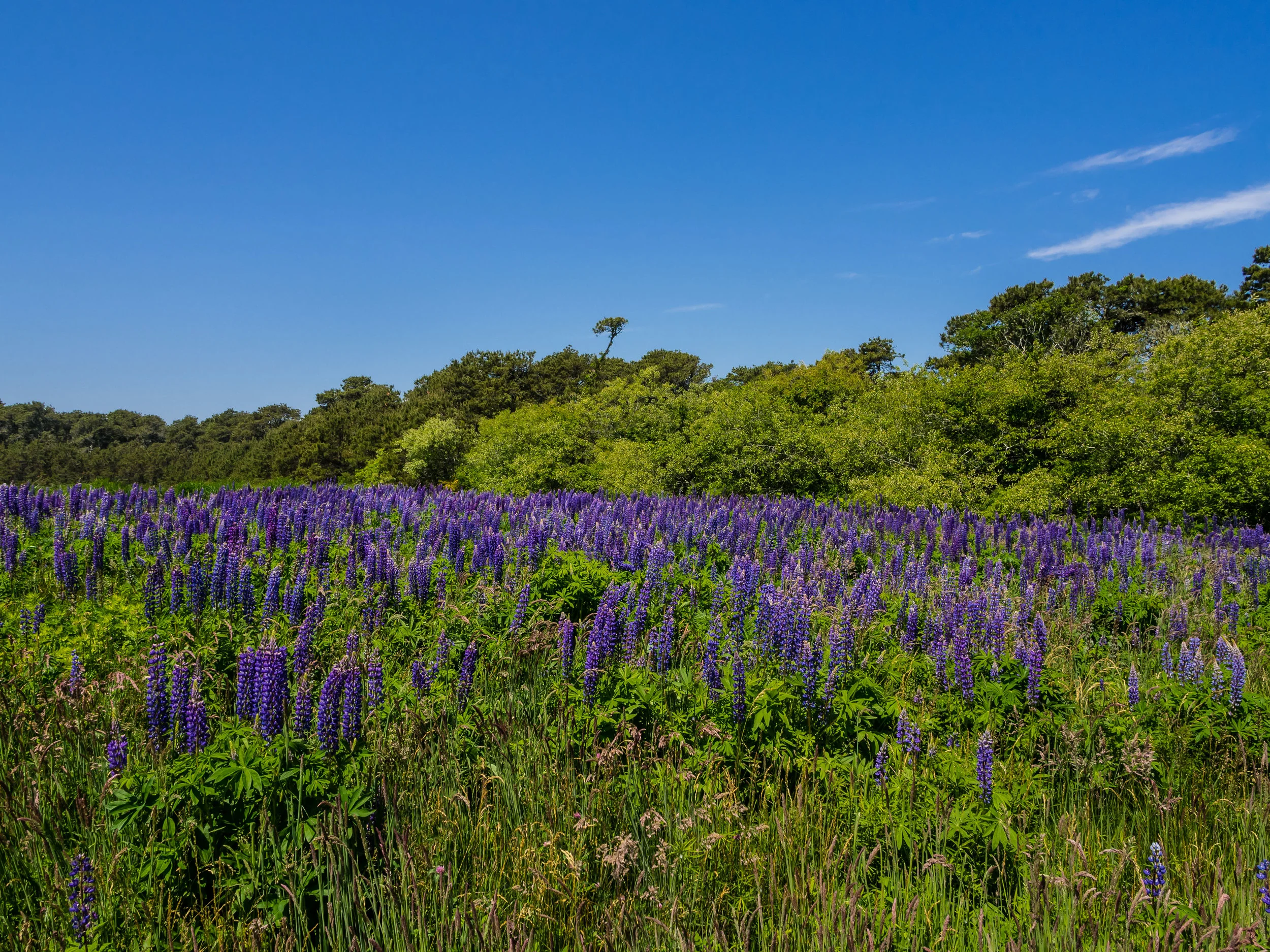 lavendar.jpg