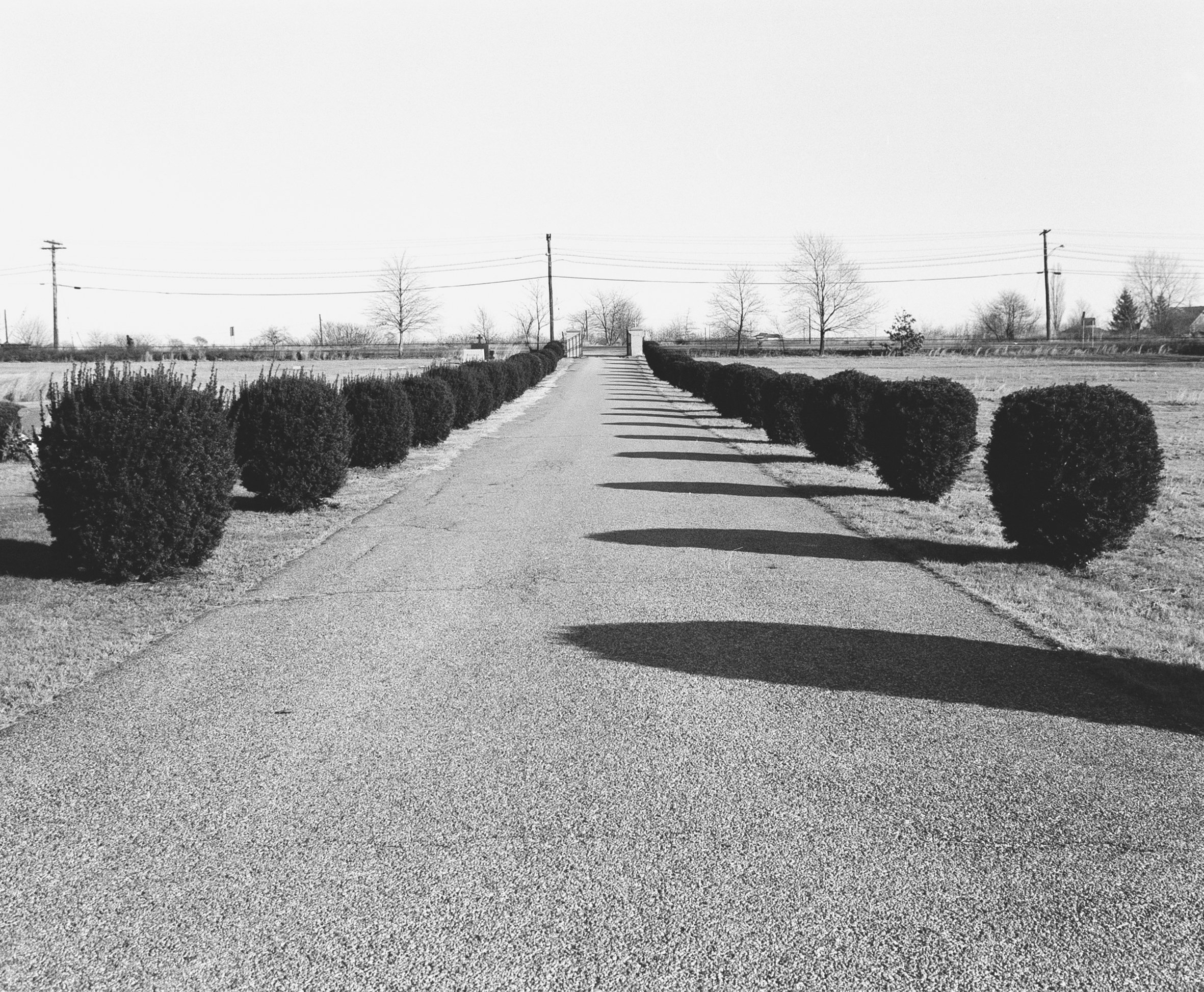 road bushes.jpg