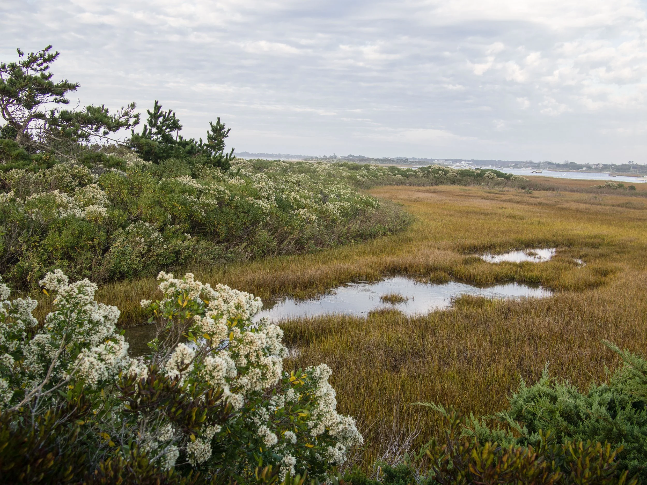 nantucket landscape.jpg