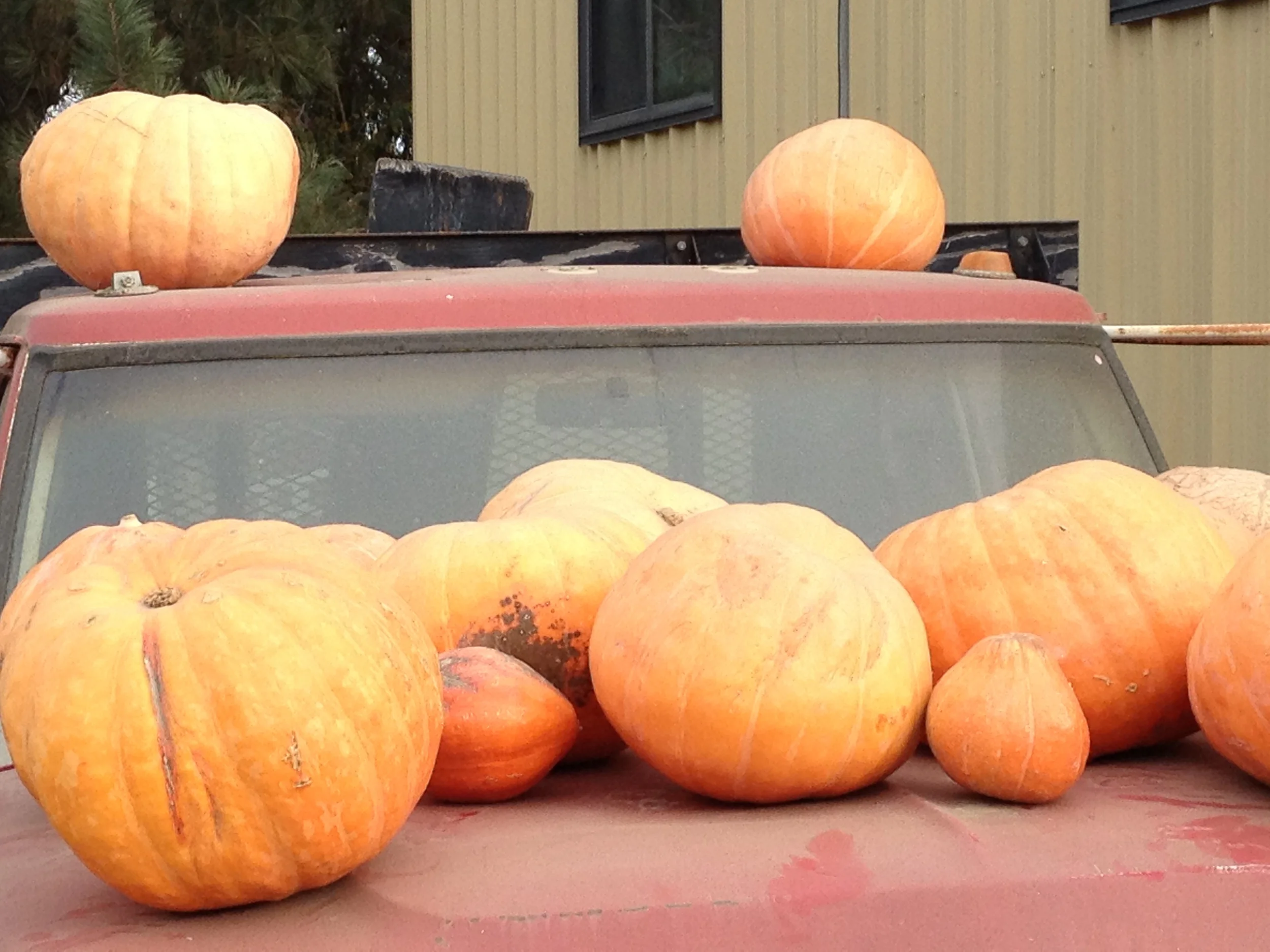 Fall at the farm