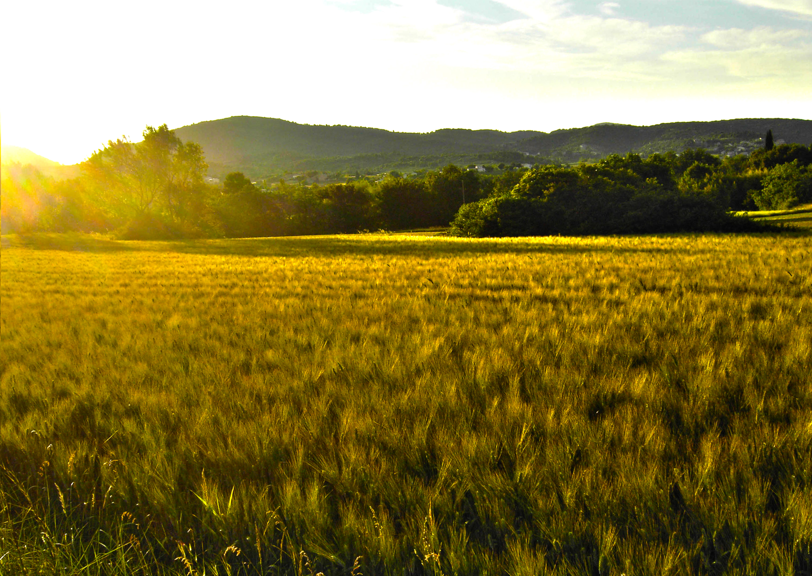 barley_field_by_p4rkh4us-d35orjq.png