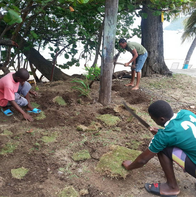 Youth plant grass at the edge of Lower Bay Beach. Credit: Dillon Ollivierre