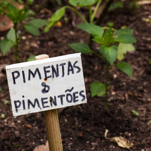 Plant a school garden
