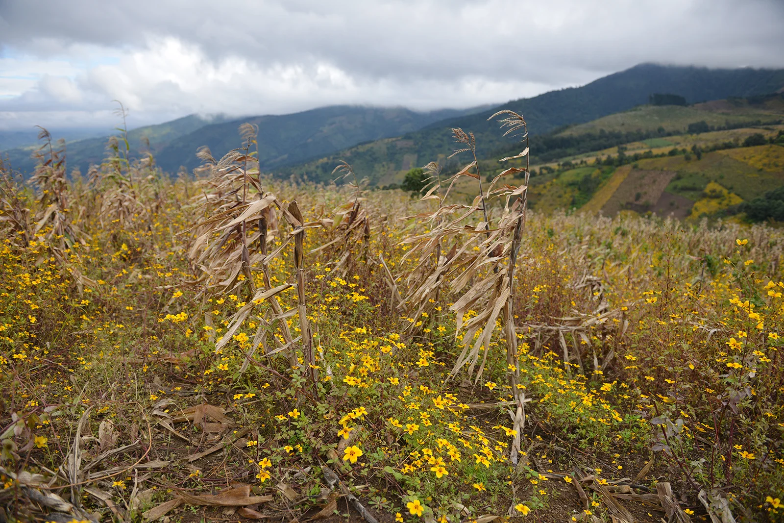 The eruption’s hot ash killed surrounding fields of corn. Now, wild flowers have taken over, rendering much of the volcano’s slope yellow.