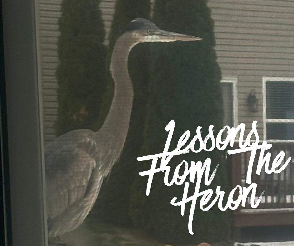Lessons From the Heron