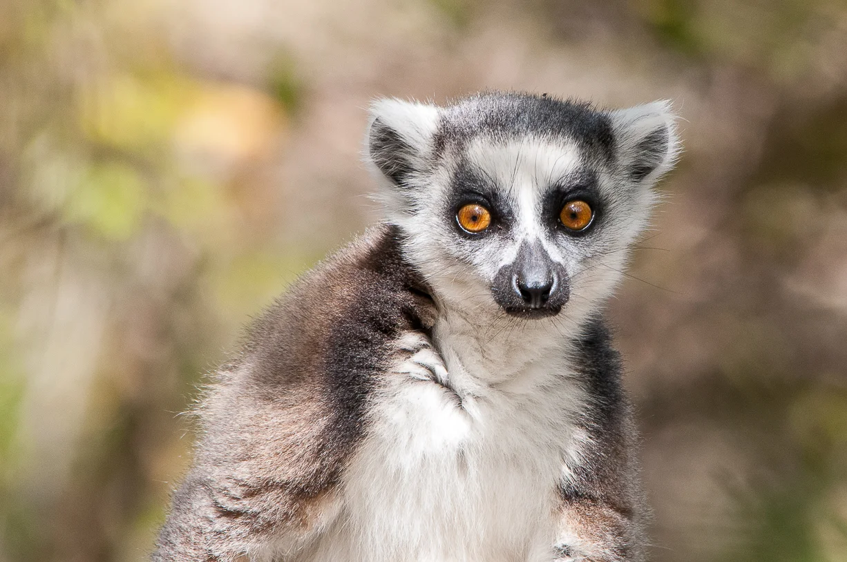 madagascar2012-2040.jpg
