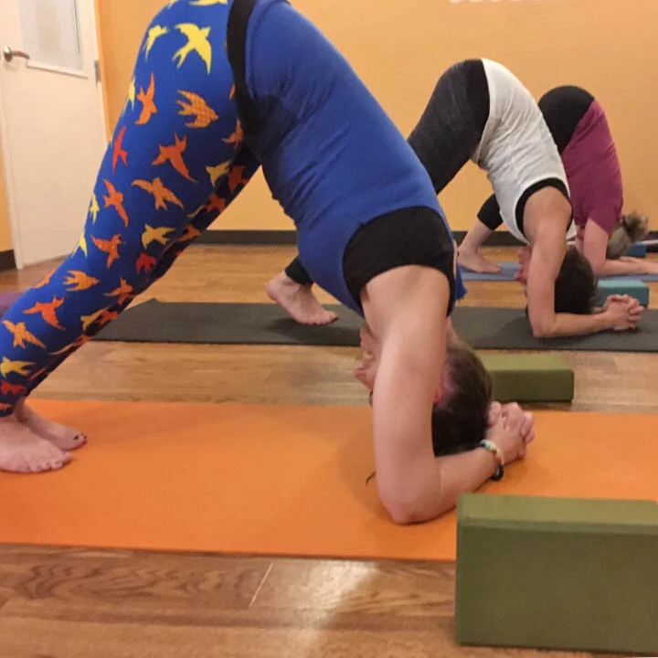 dolphin-pose.sq.jpg