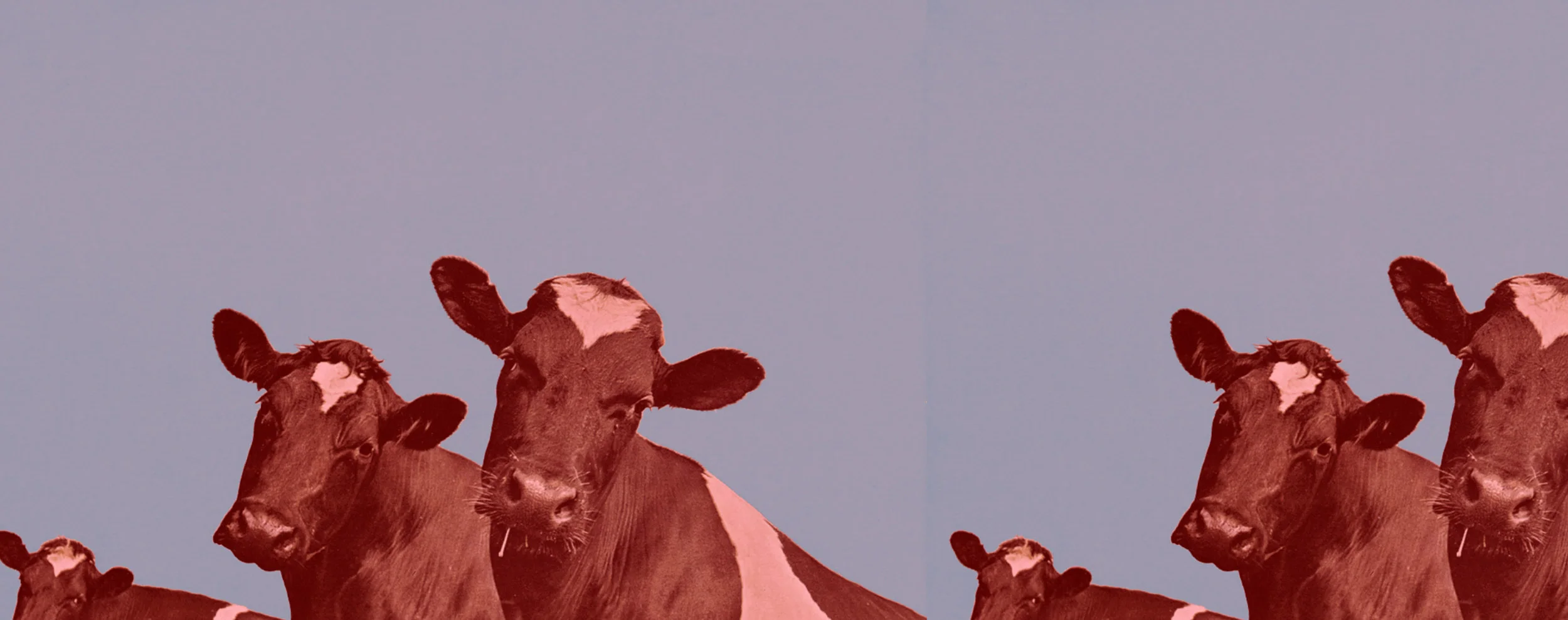 cows-in-the-field_splash4.jpg