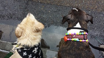Spectators eagerly await the Mystic Krewe of Barkus, New Orleans' premiere all-dog krewe.