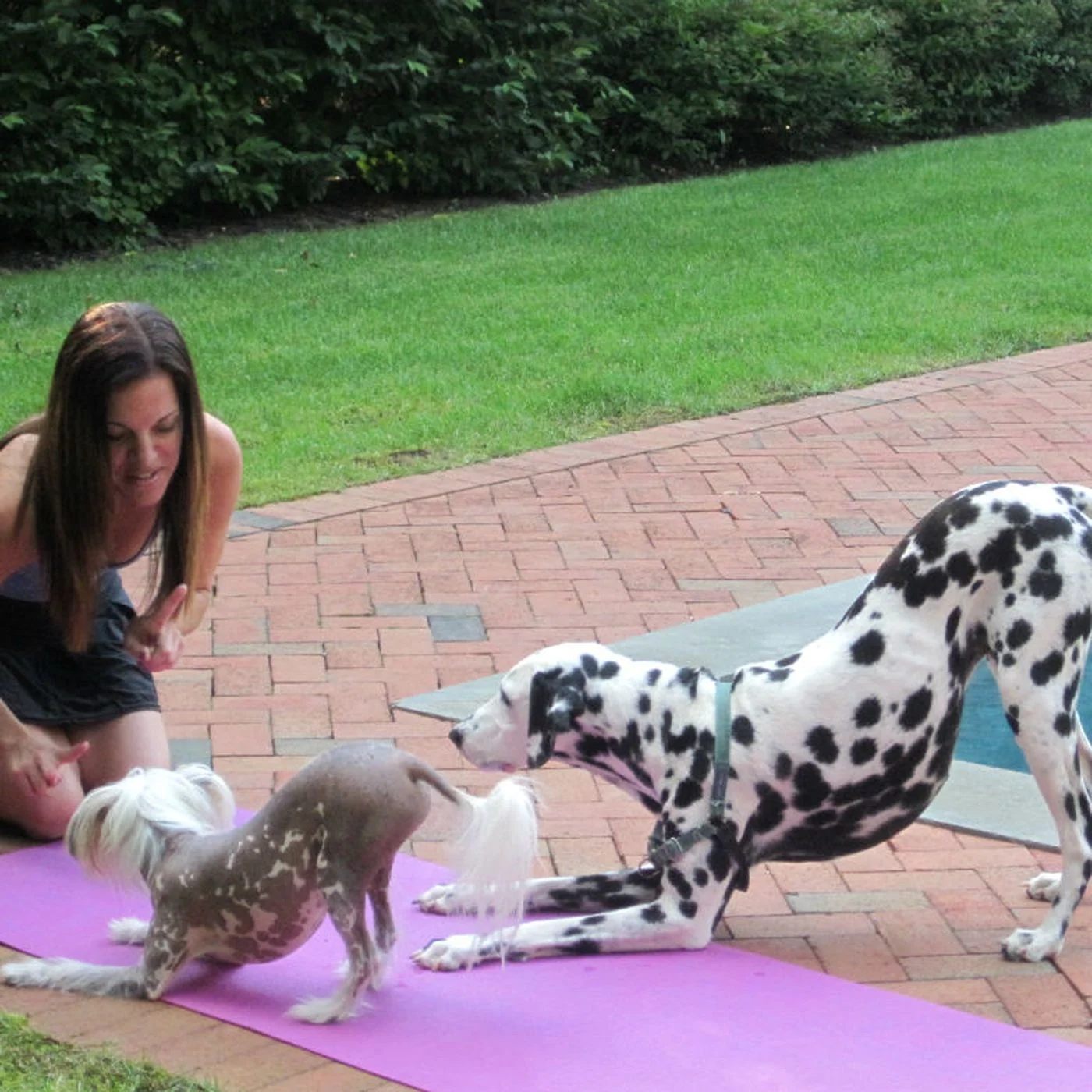 canineconcierge2012.9.7.0.jpg