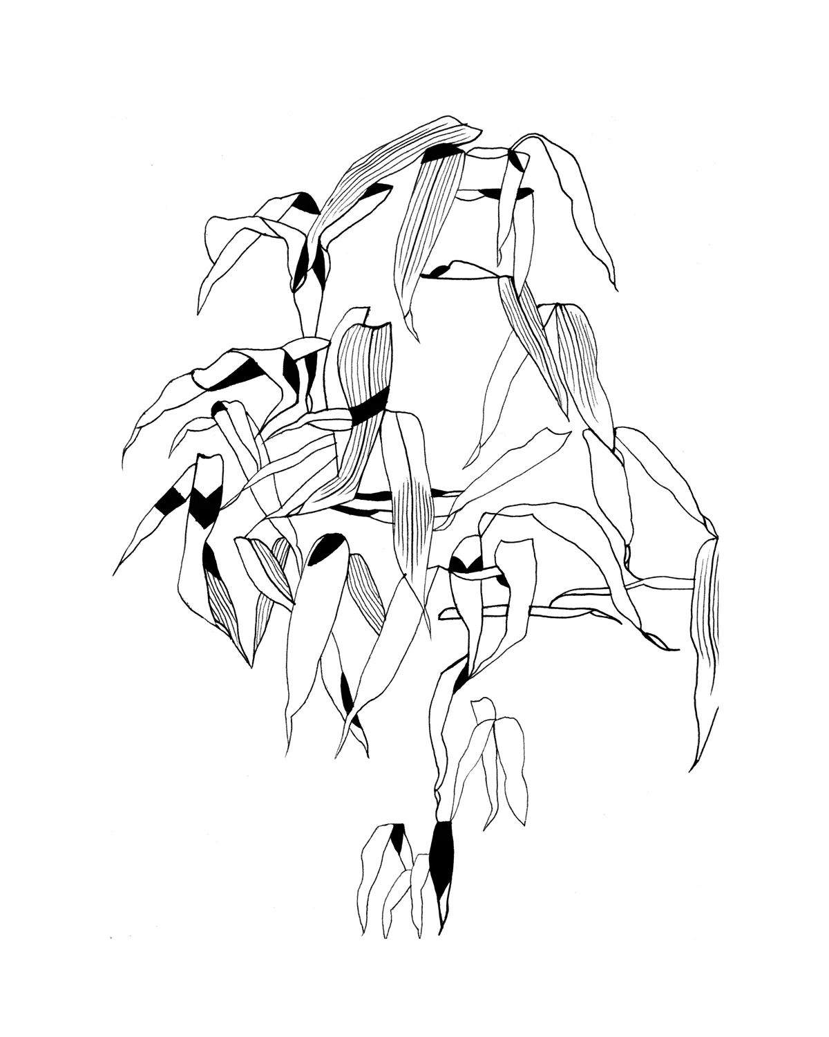 BAMBOO 1 WEB.jpg