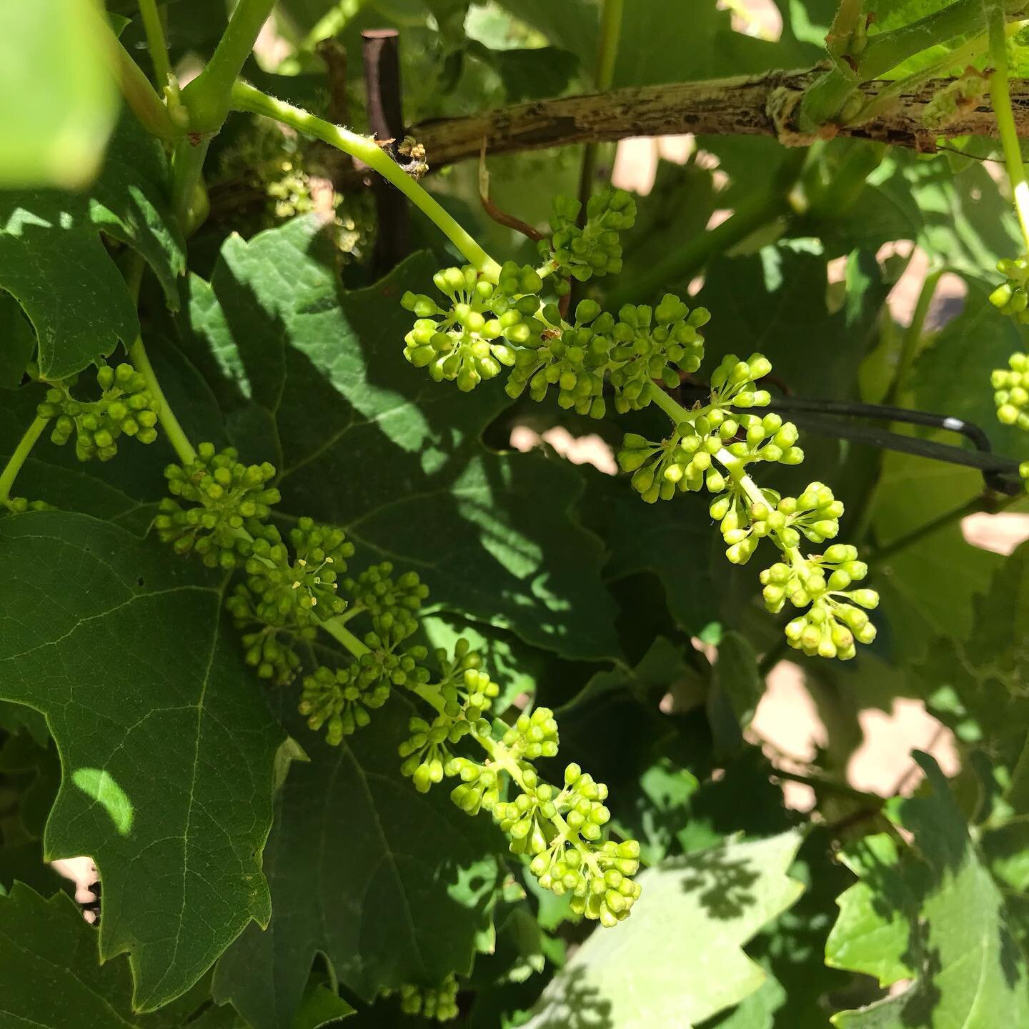 Grapes forming. #winegrapes #barberagrapes #vineyardvines #jaramillovineyards #nmwine  #vineyardlife #greatgrapes #nmtrueflavors #newmexicowine