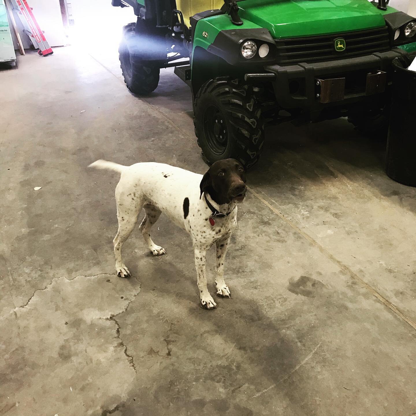 Let&rsquo;s go!  Rosie loves chasing our ATV&rsquo;s. Sometimes she even gets a ride. #vineyarddog #atvlife #jaramillovineyards #newmexicotravel #newmexicowine #nmtrue #atvdog