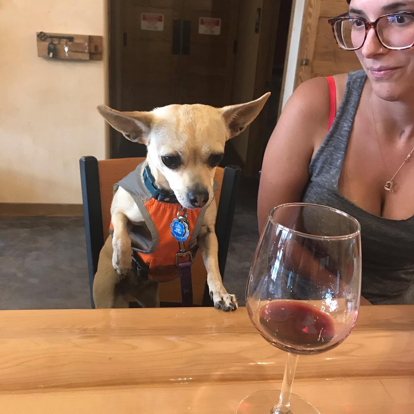 Yo querer vino! #jaramillovineyards #lovewine #winedoglife #chihauhau #nmwine #lovedogs #girlsbestfriend🐶