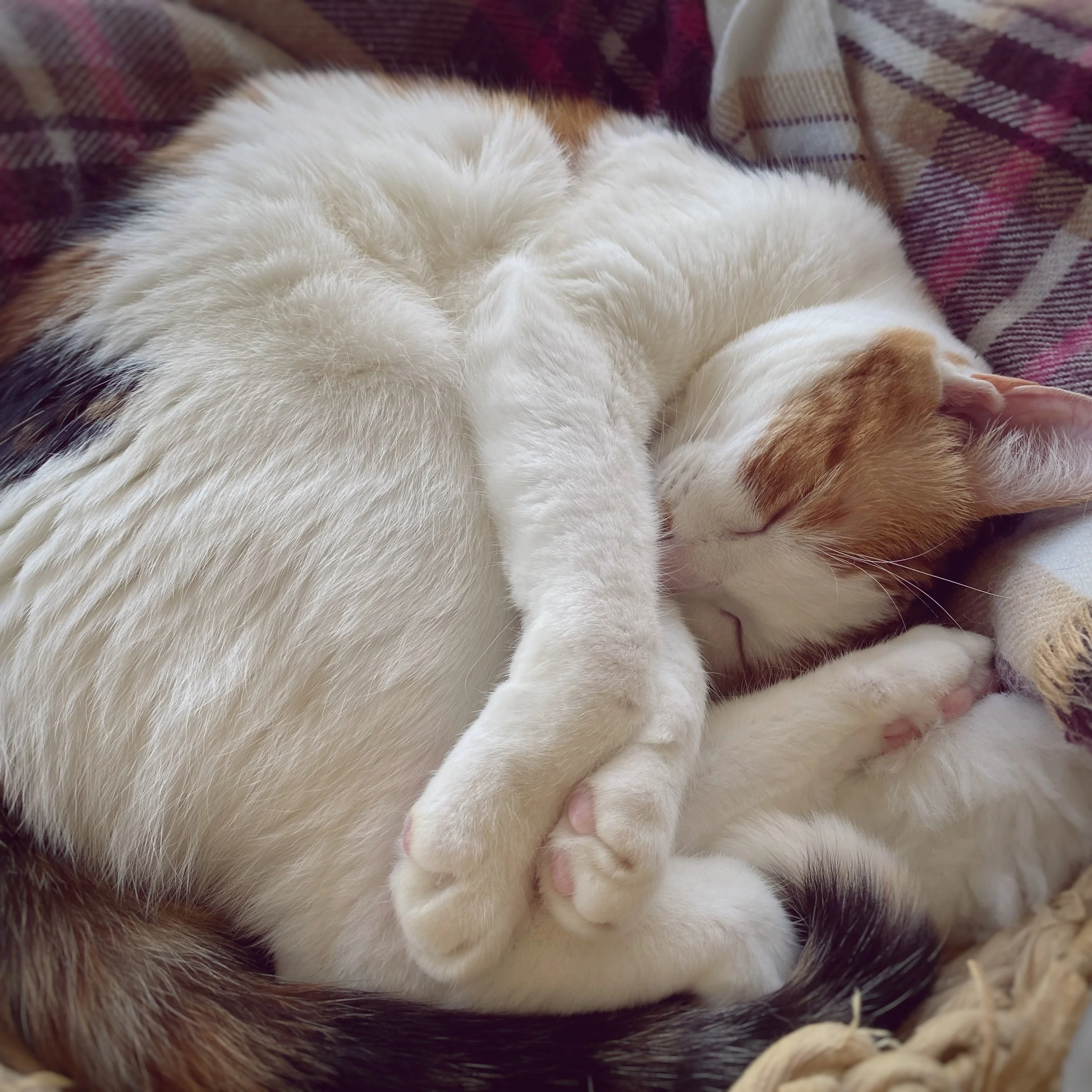 uni_cat