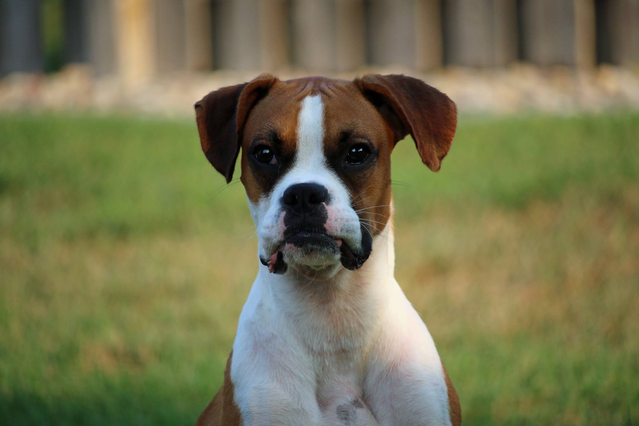 boxers for rescue near me