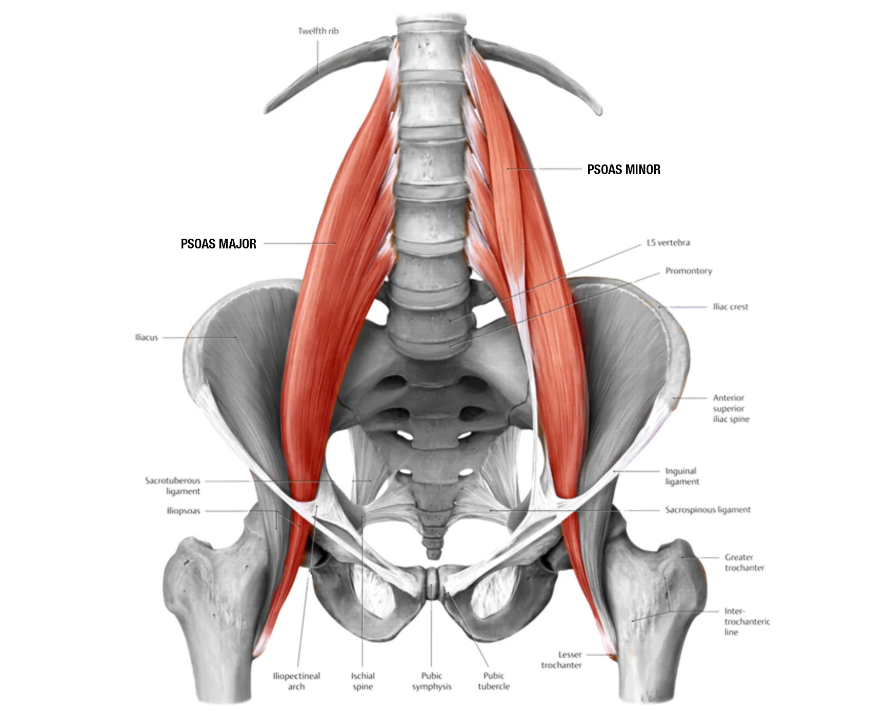 psoasmuscles.jpg