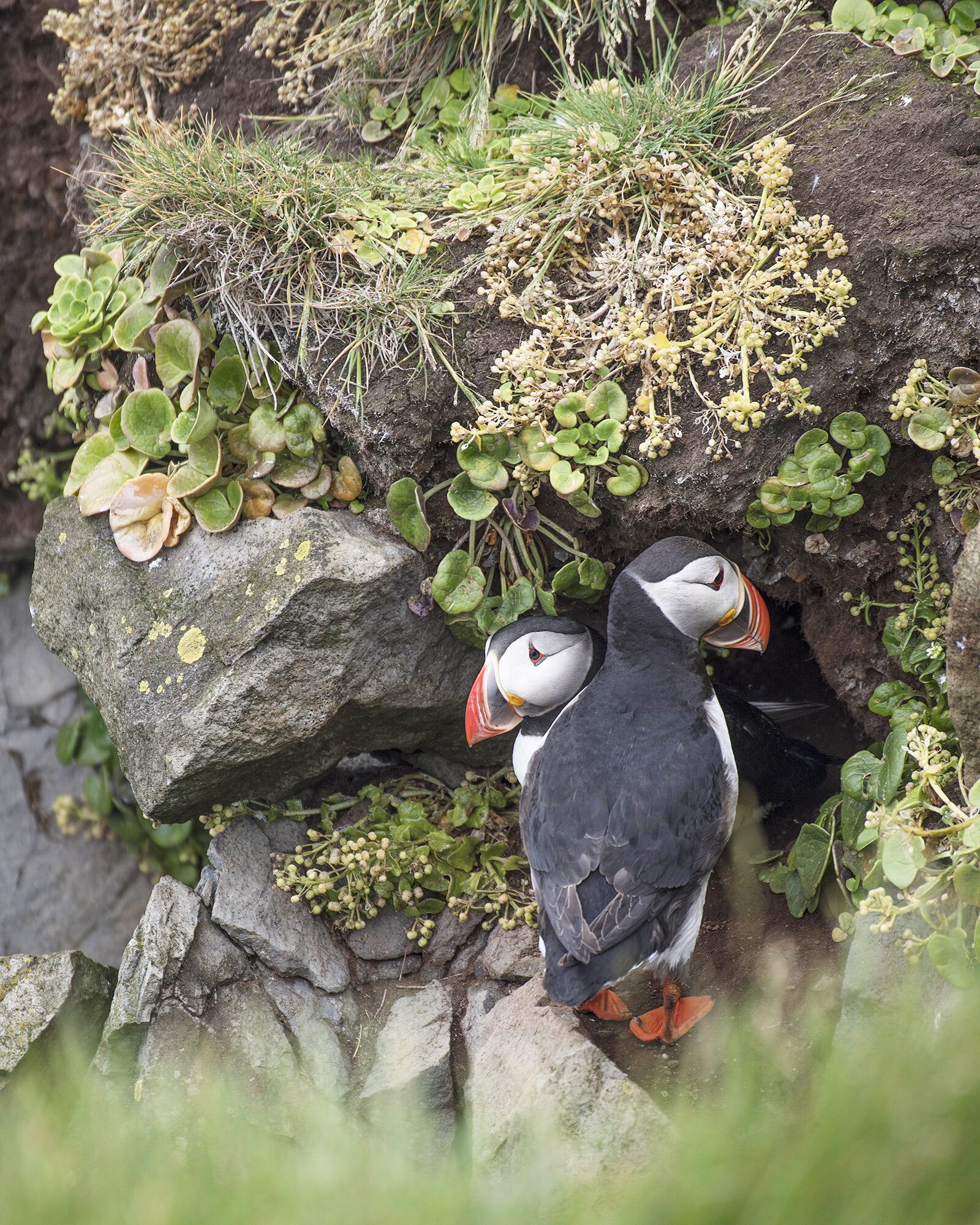 Puffins2.jpg