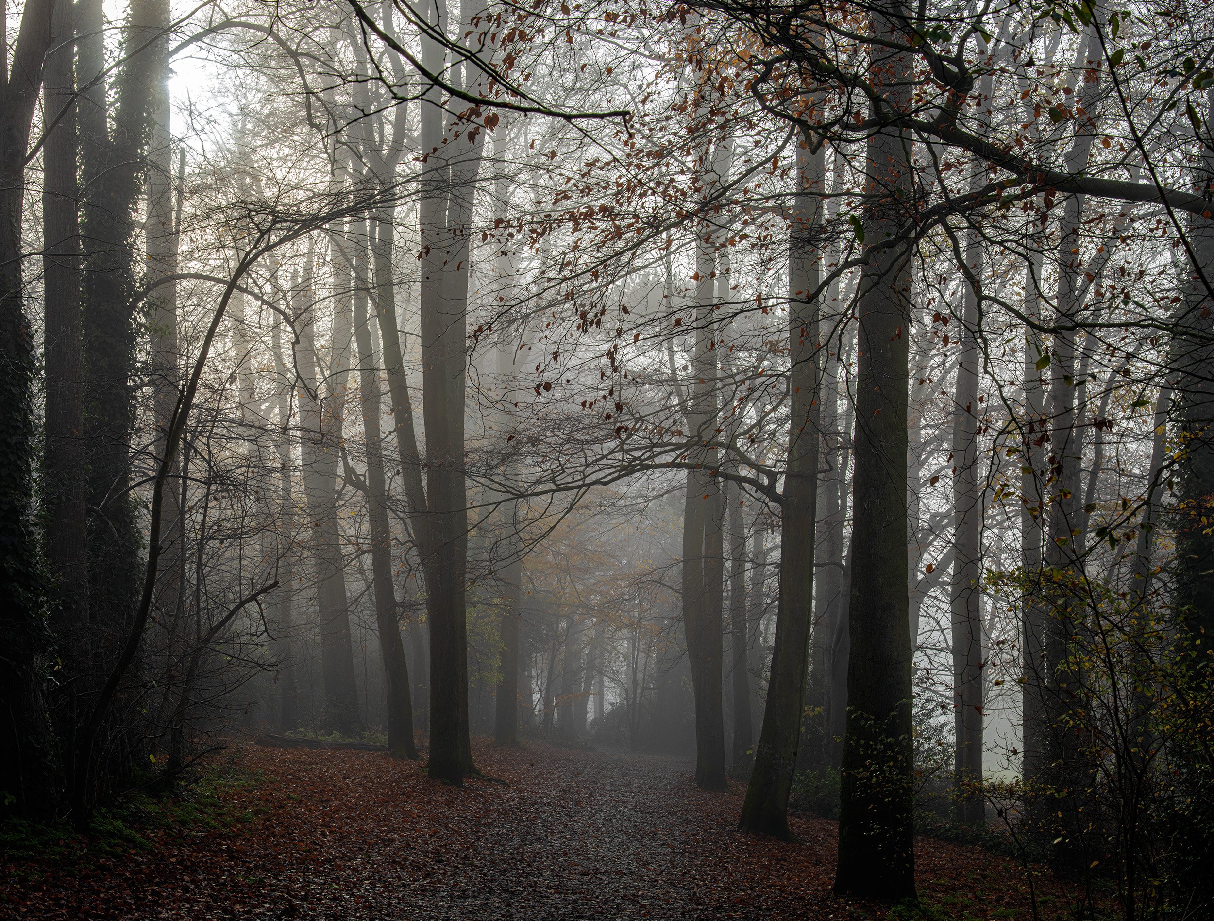 Balmore Walk in mist 2.jpg