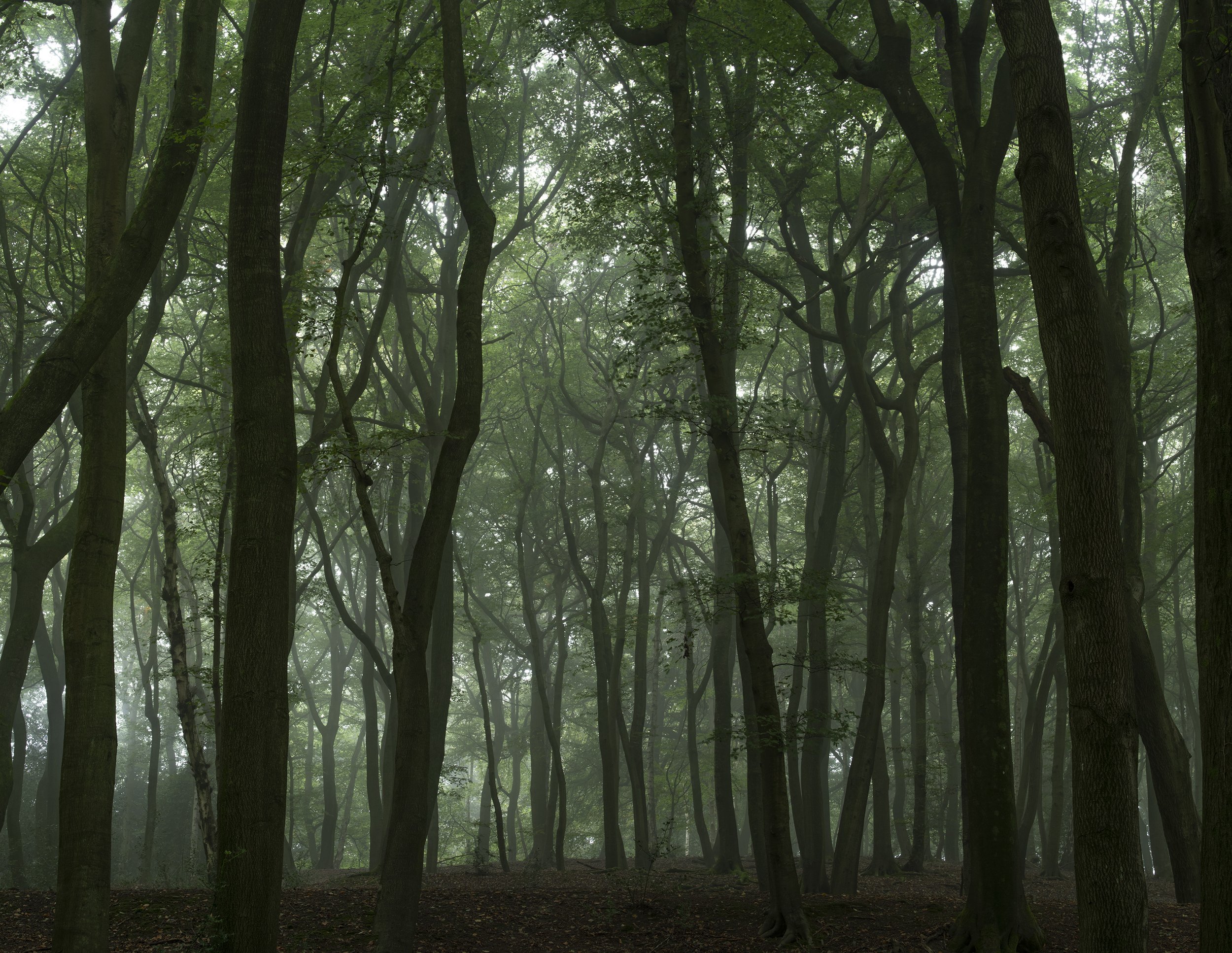 Misty Trees2.jpg
