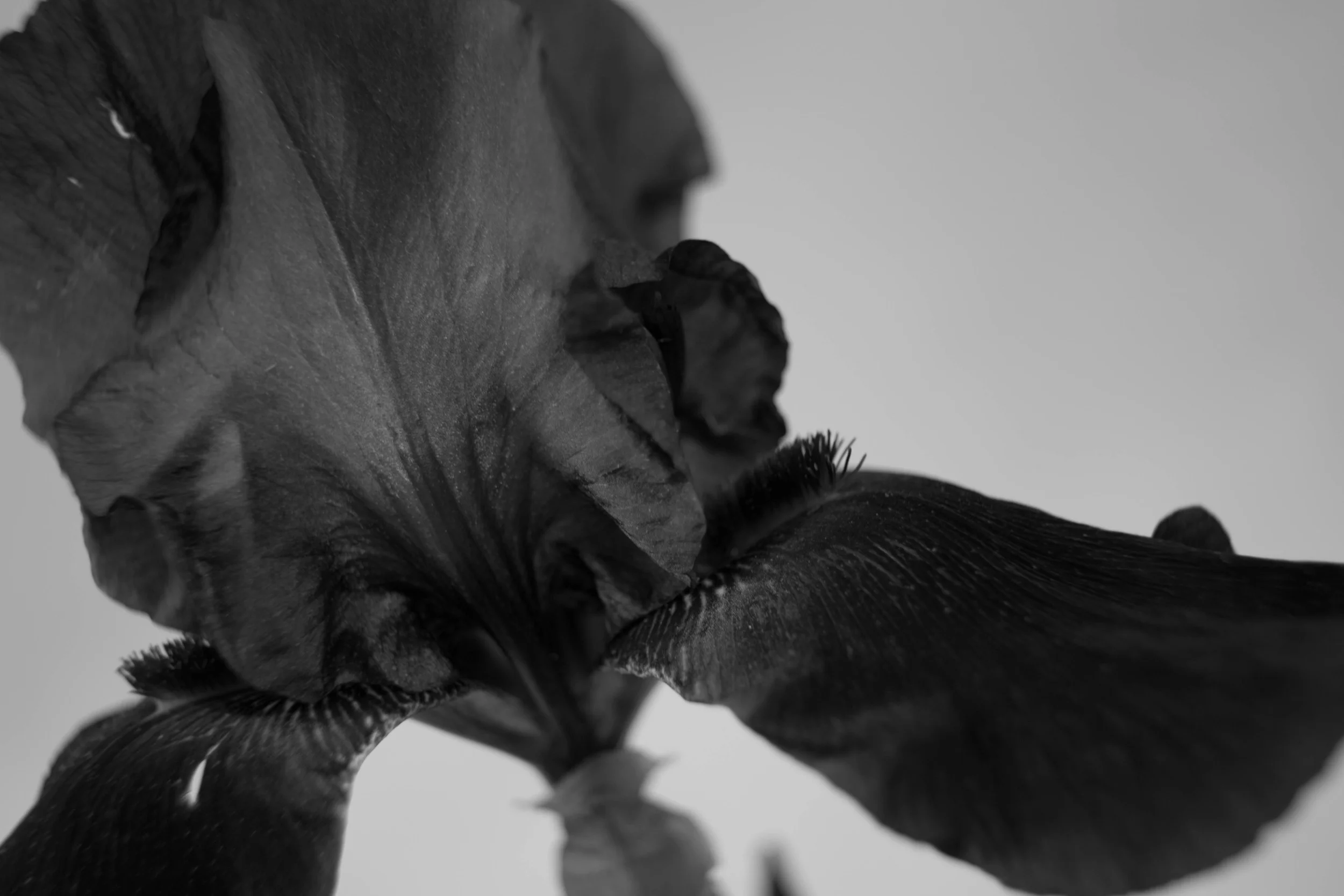 Iris_Macro_BW_May2015-27-2.jpg