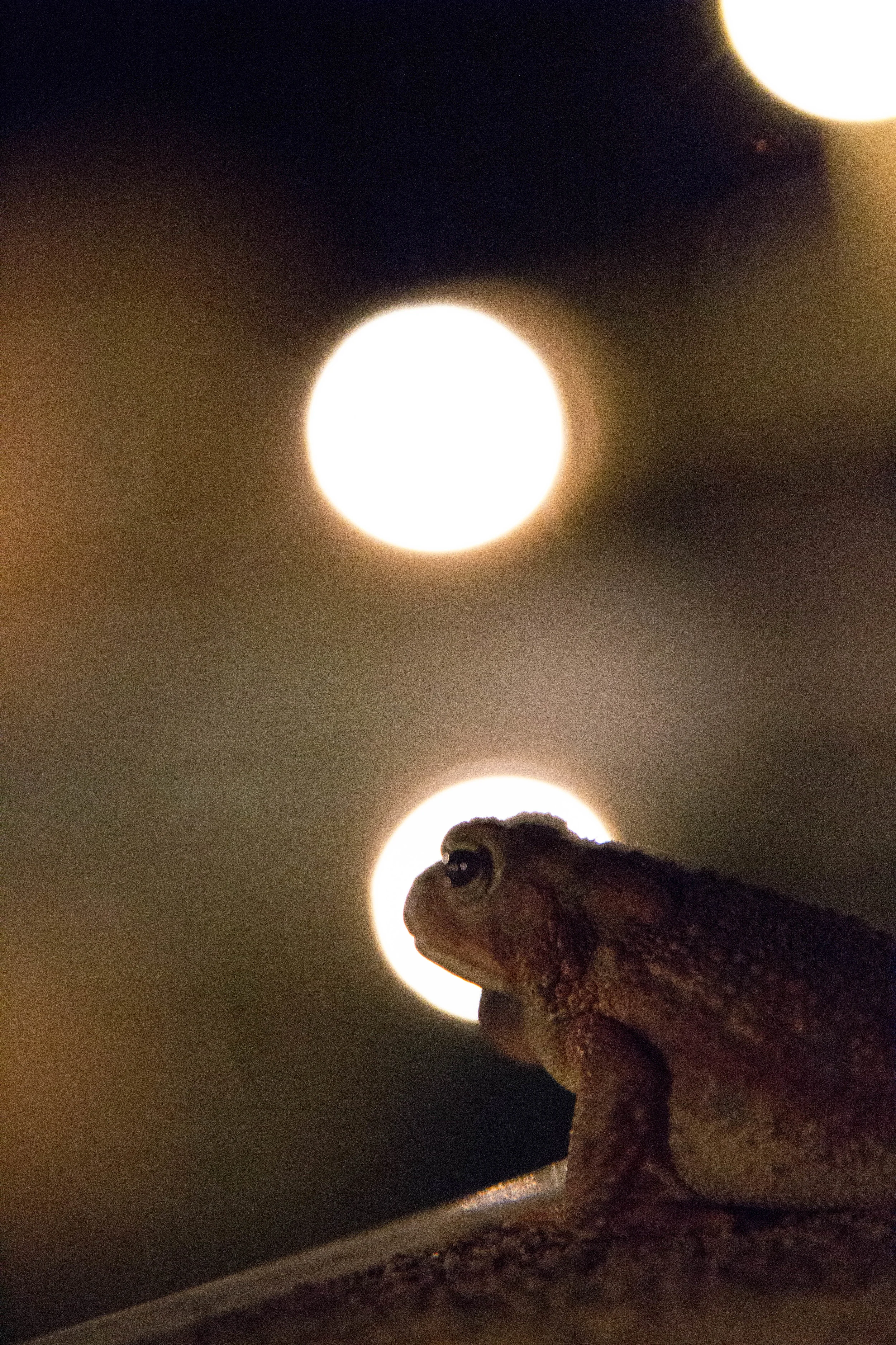 Frogs-2.jpg