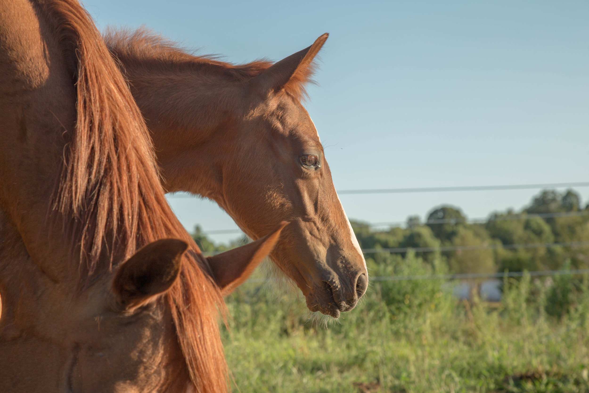 HorseFarm (12 of 15).jpg