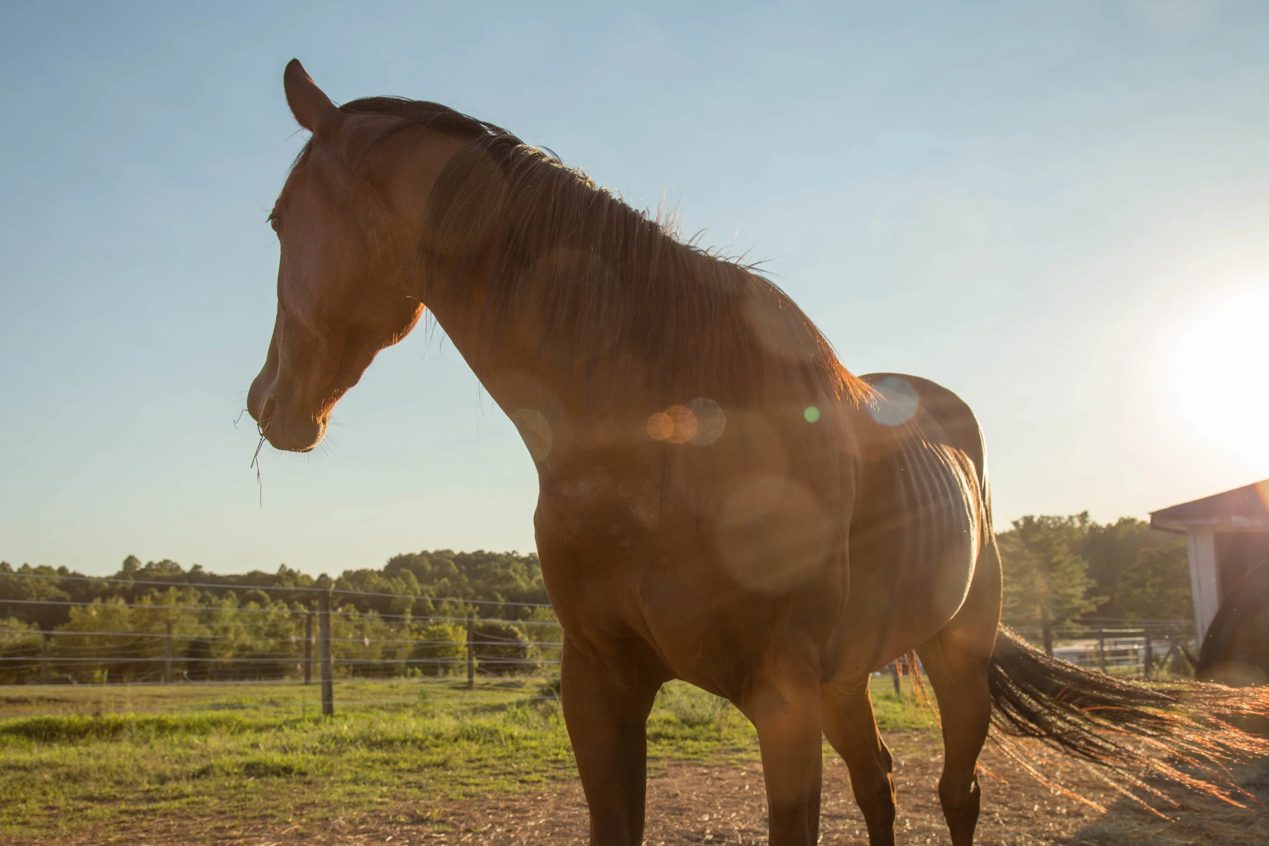 HorseFarm (13 of 15).jpg