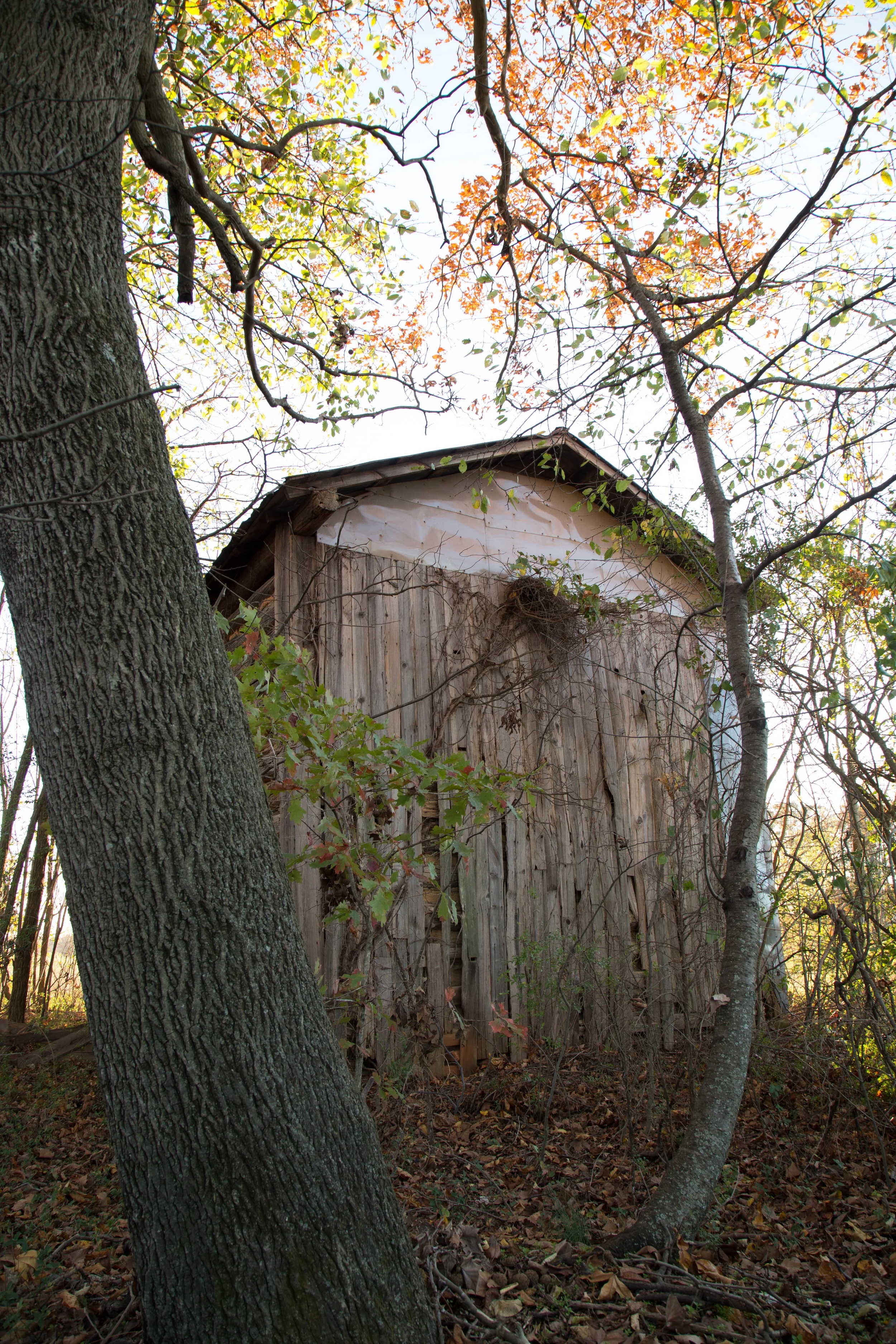 barn_falltrees-9943.jpg
