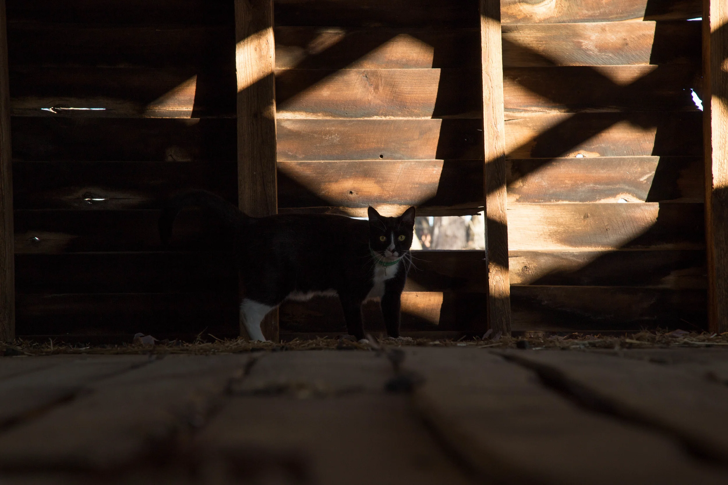 barn_Felix_shadows2-0044.jpg