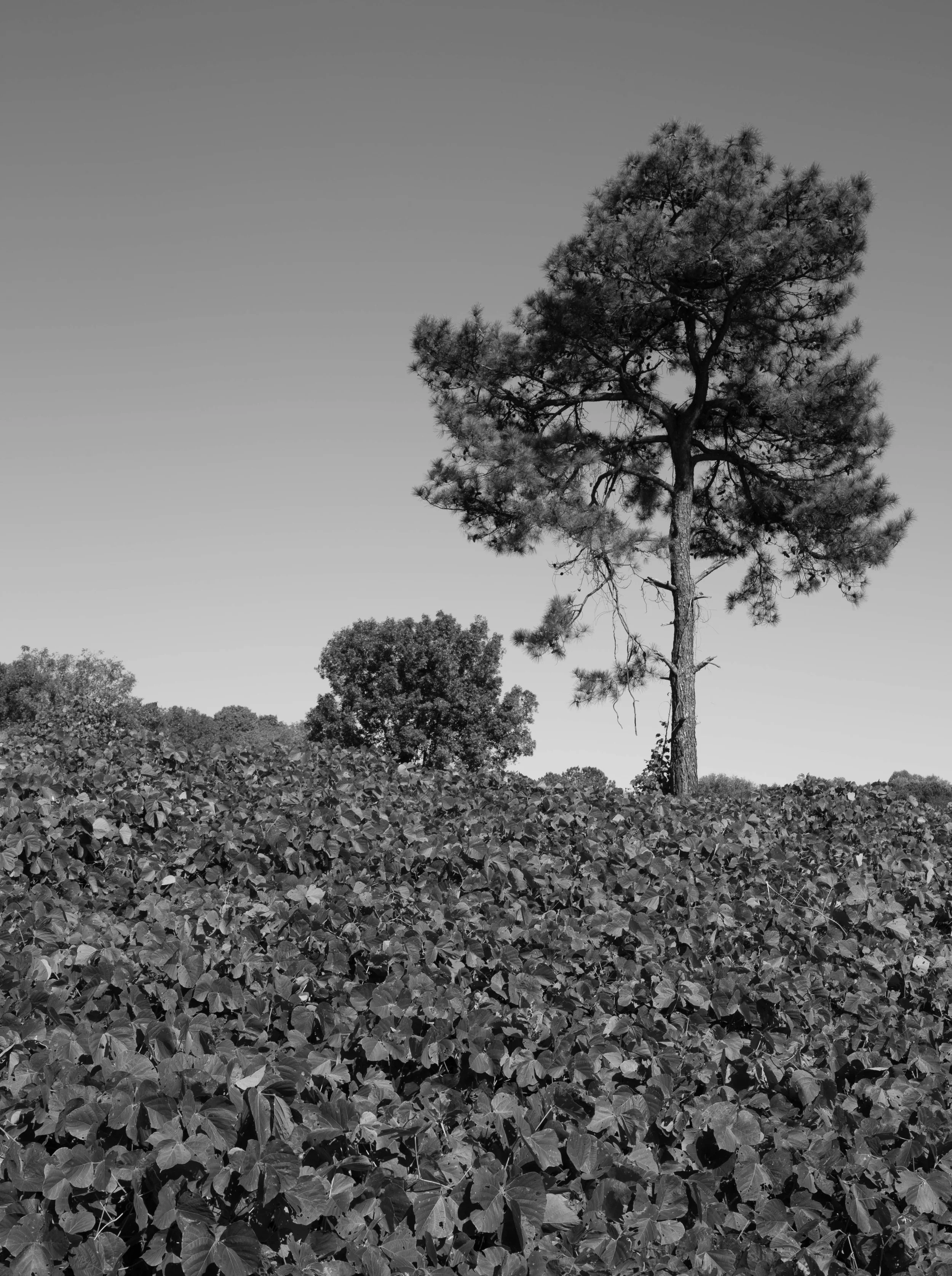 tree_plane-1116.jpg