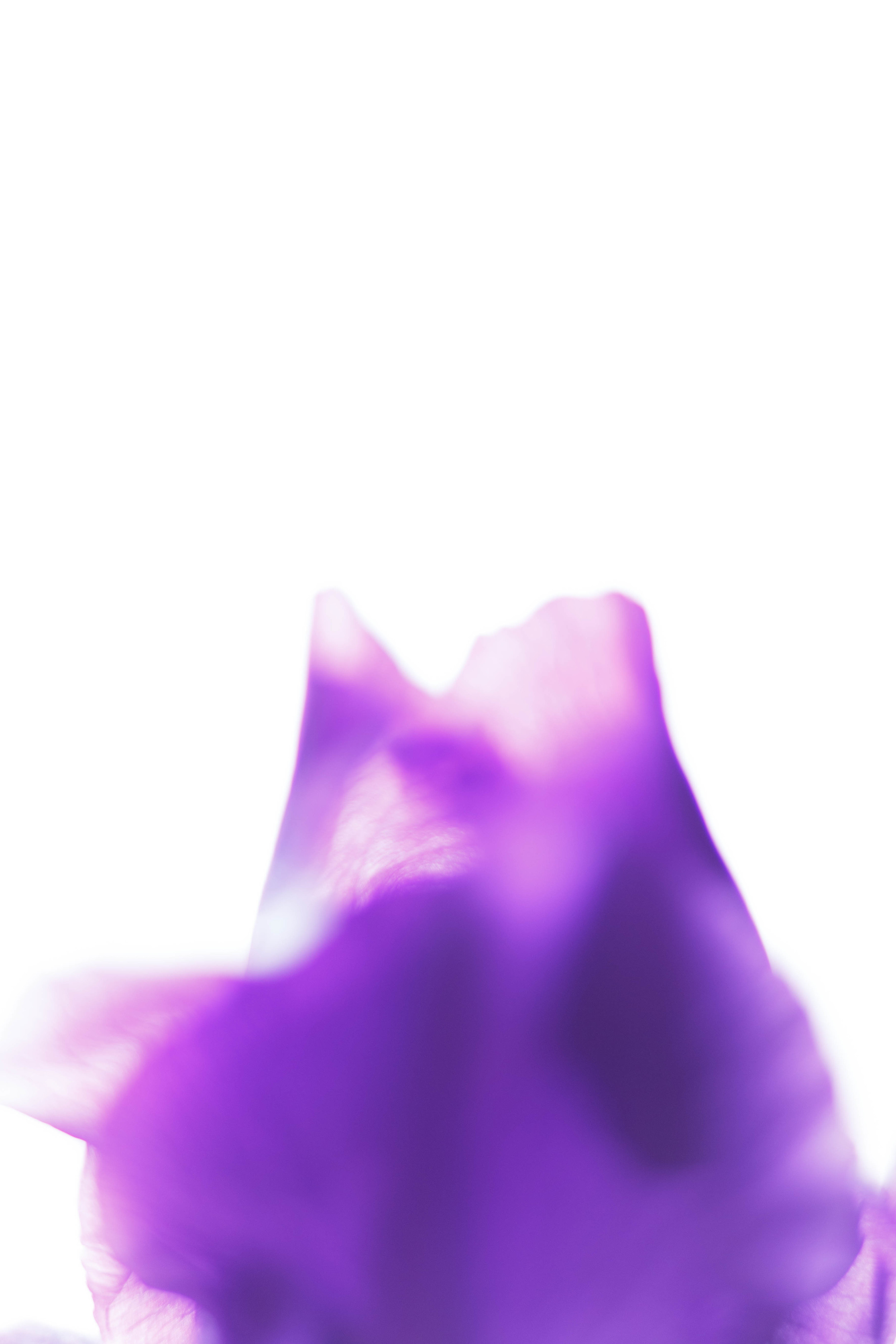 PurpleIris-20.jpg