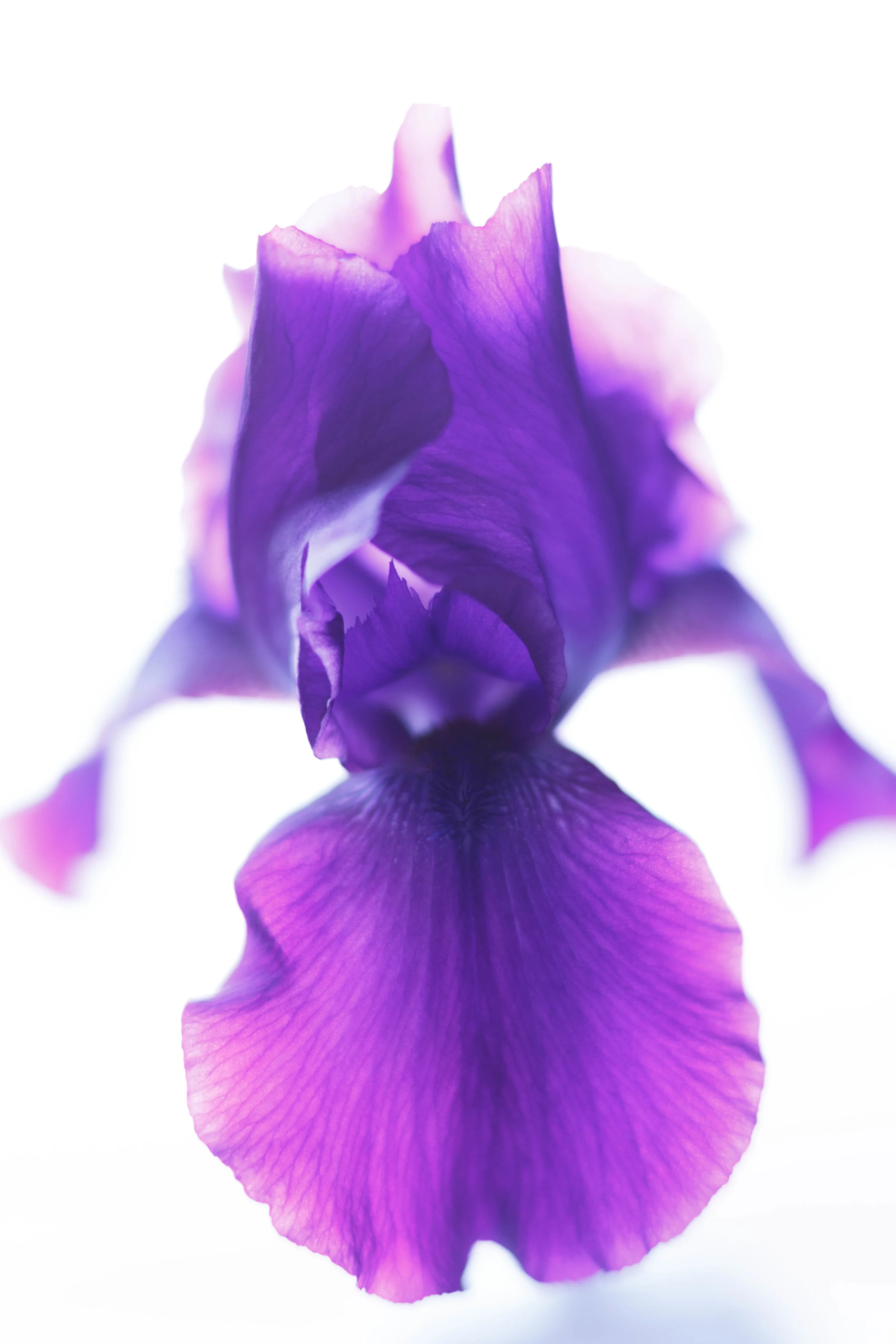 PurpleIris-31.jpg