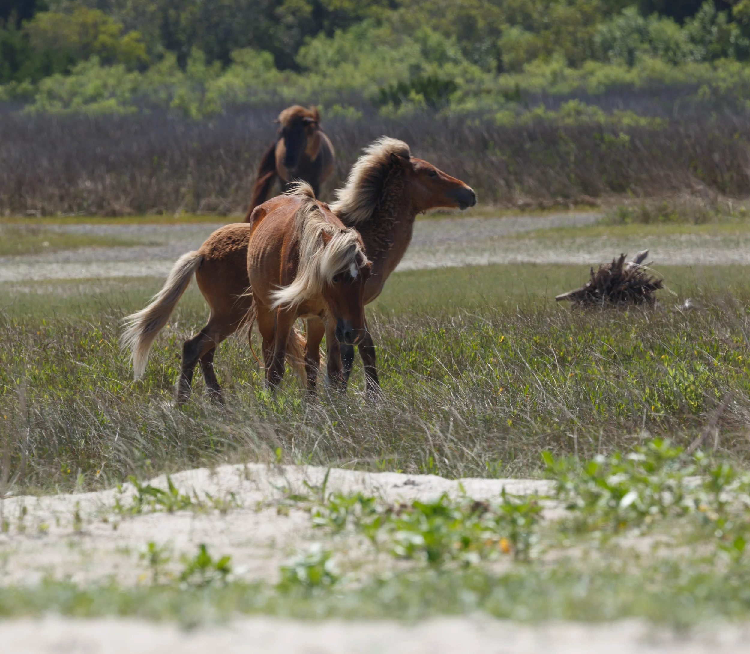 WildHorses_Shackleford-2.jpg