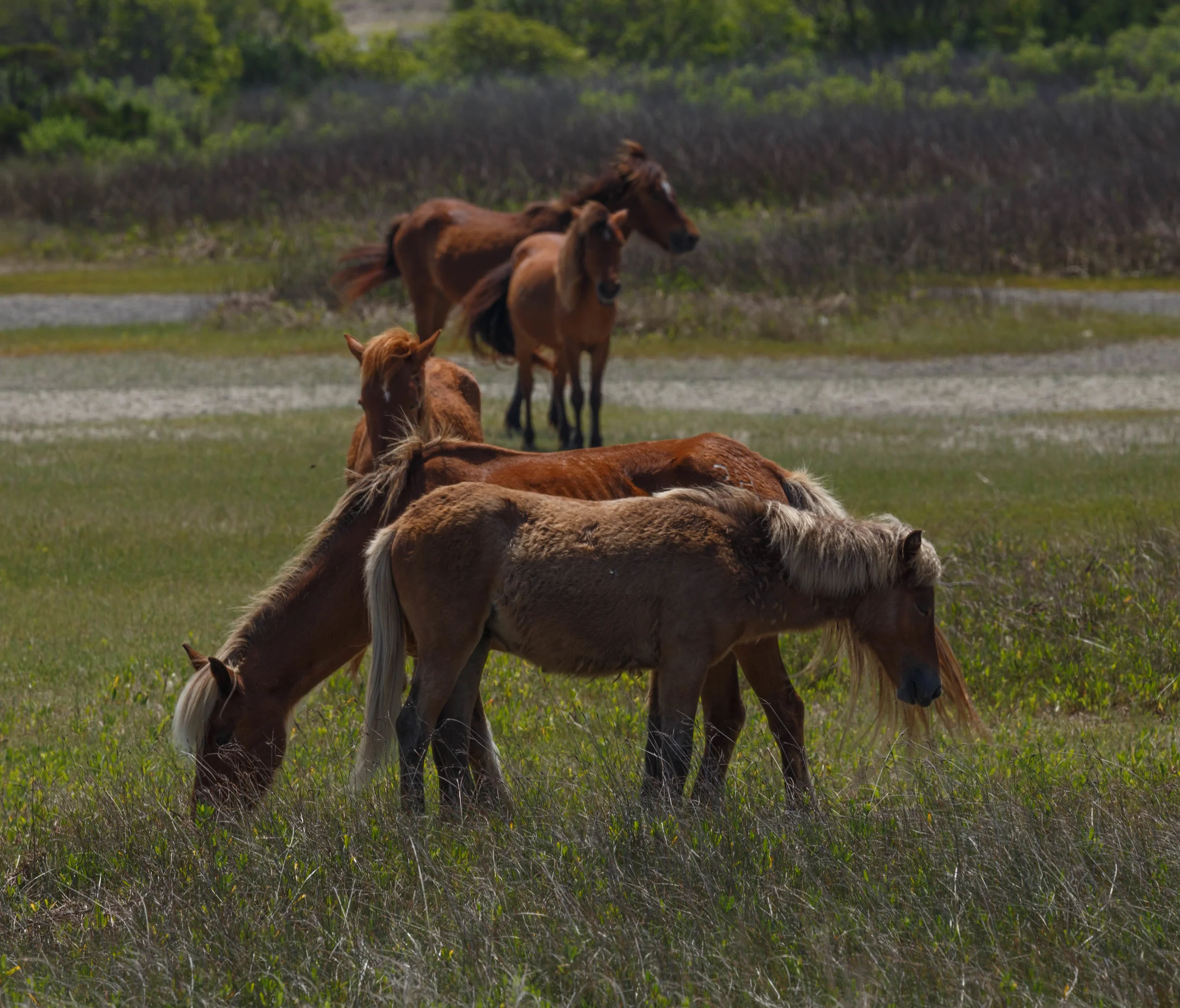 WildHorses_Shackleford-13.jpg