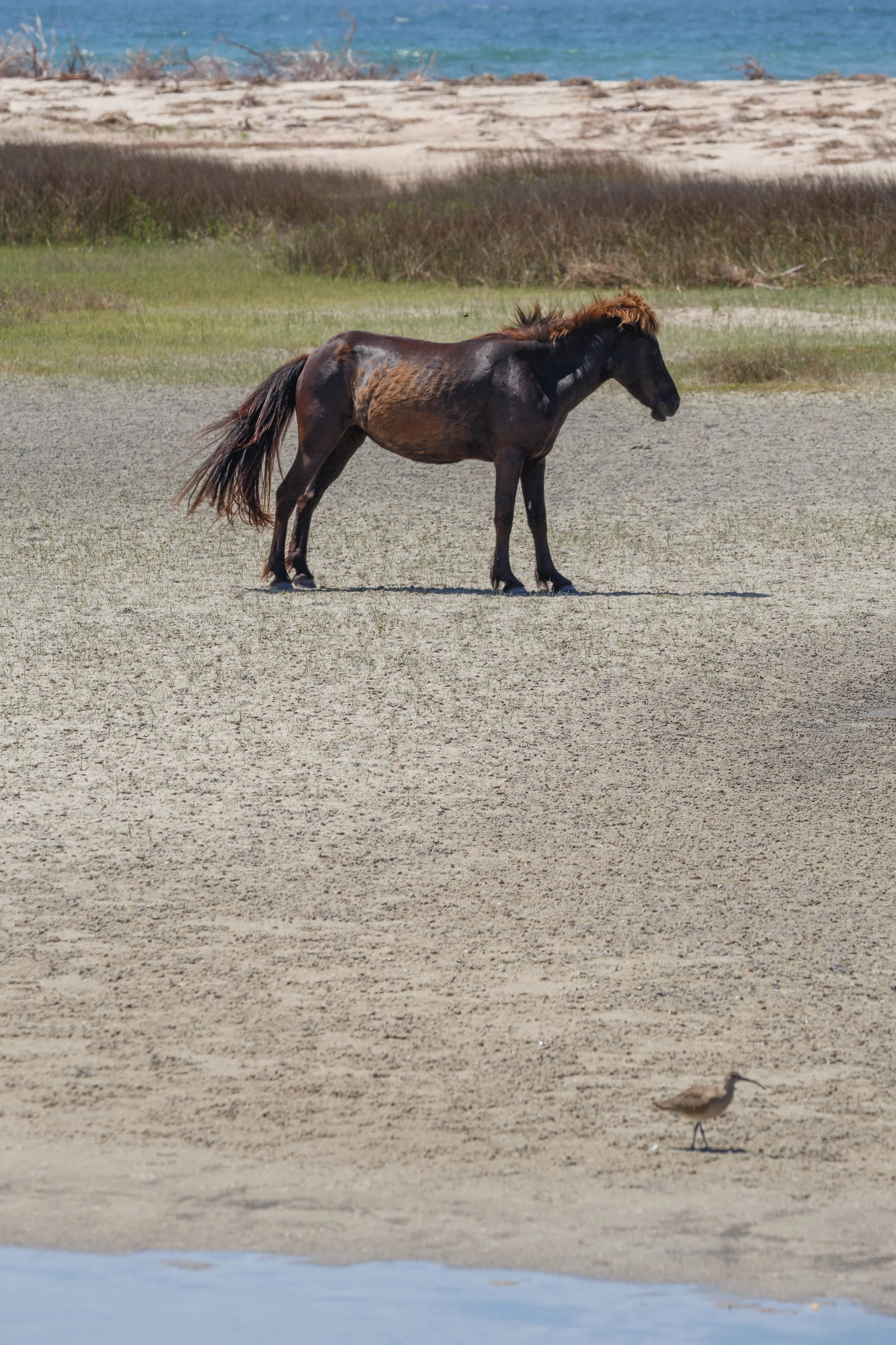 WildHorses_Shackleford-35.jpg