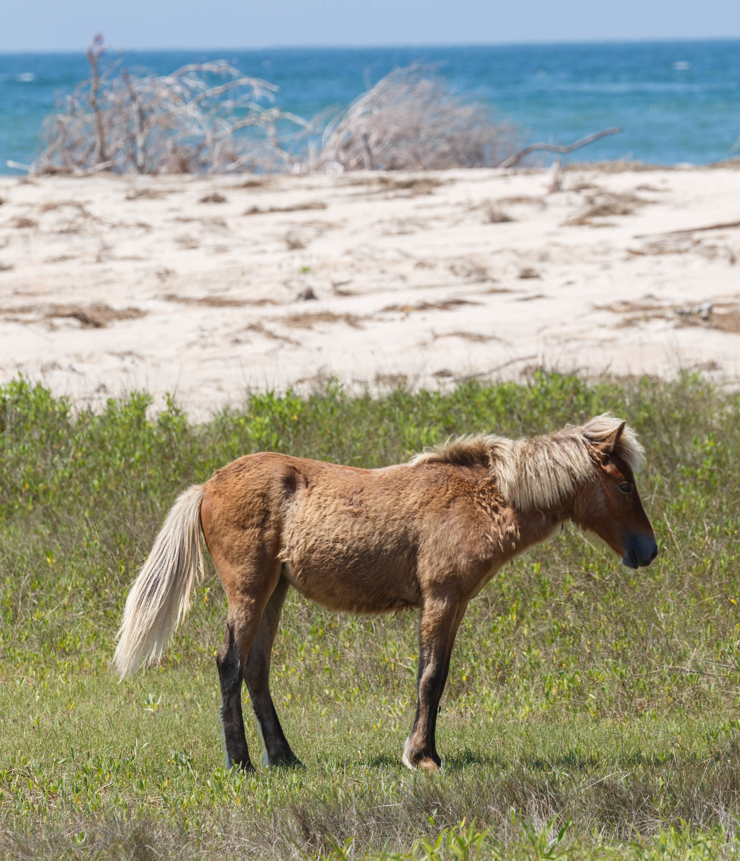WildHorses_Shackleford-21.jpg