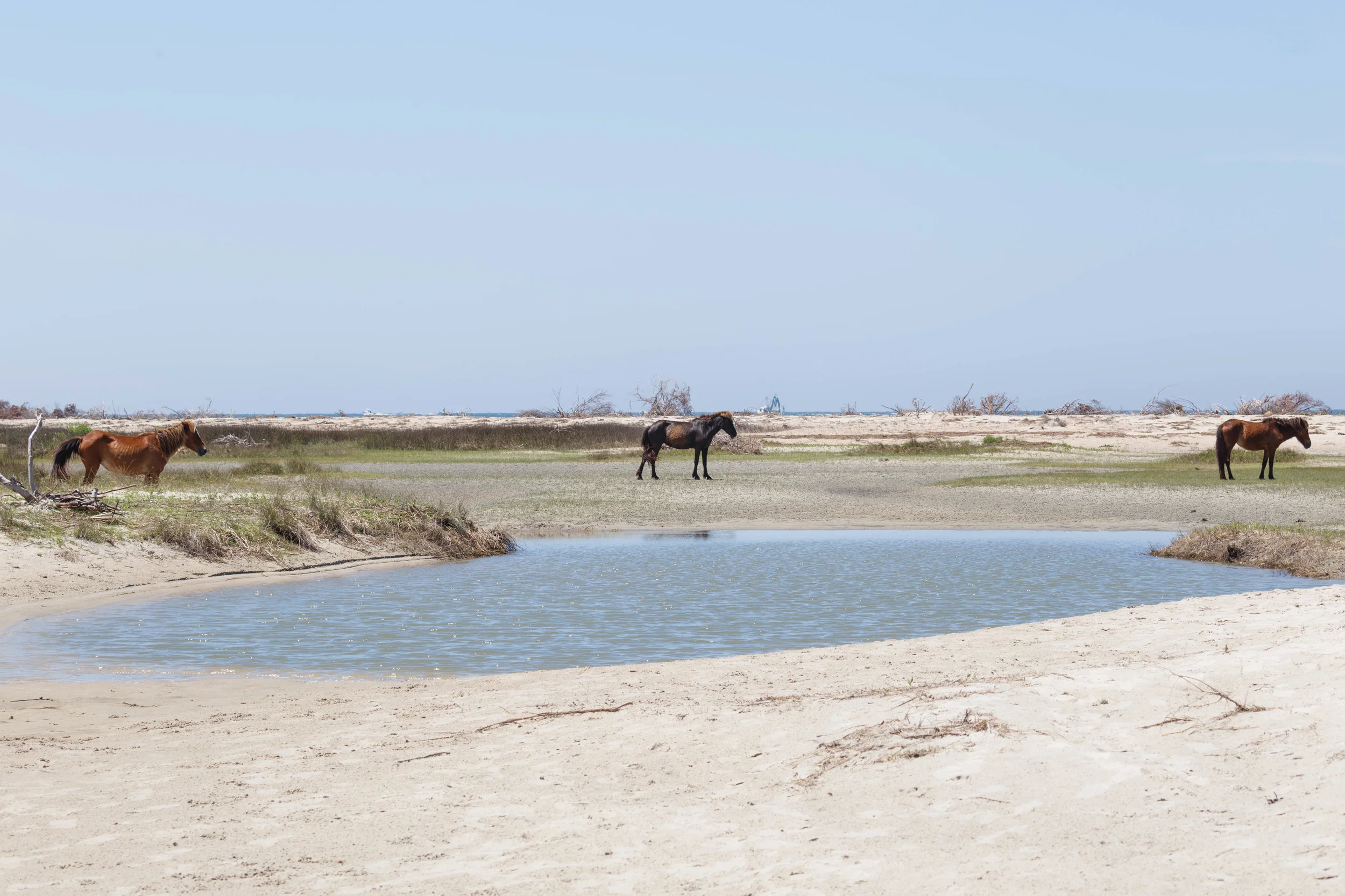 WildHorses_Shackleford-45.jpg