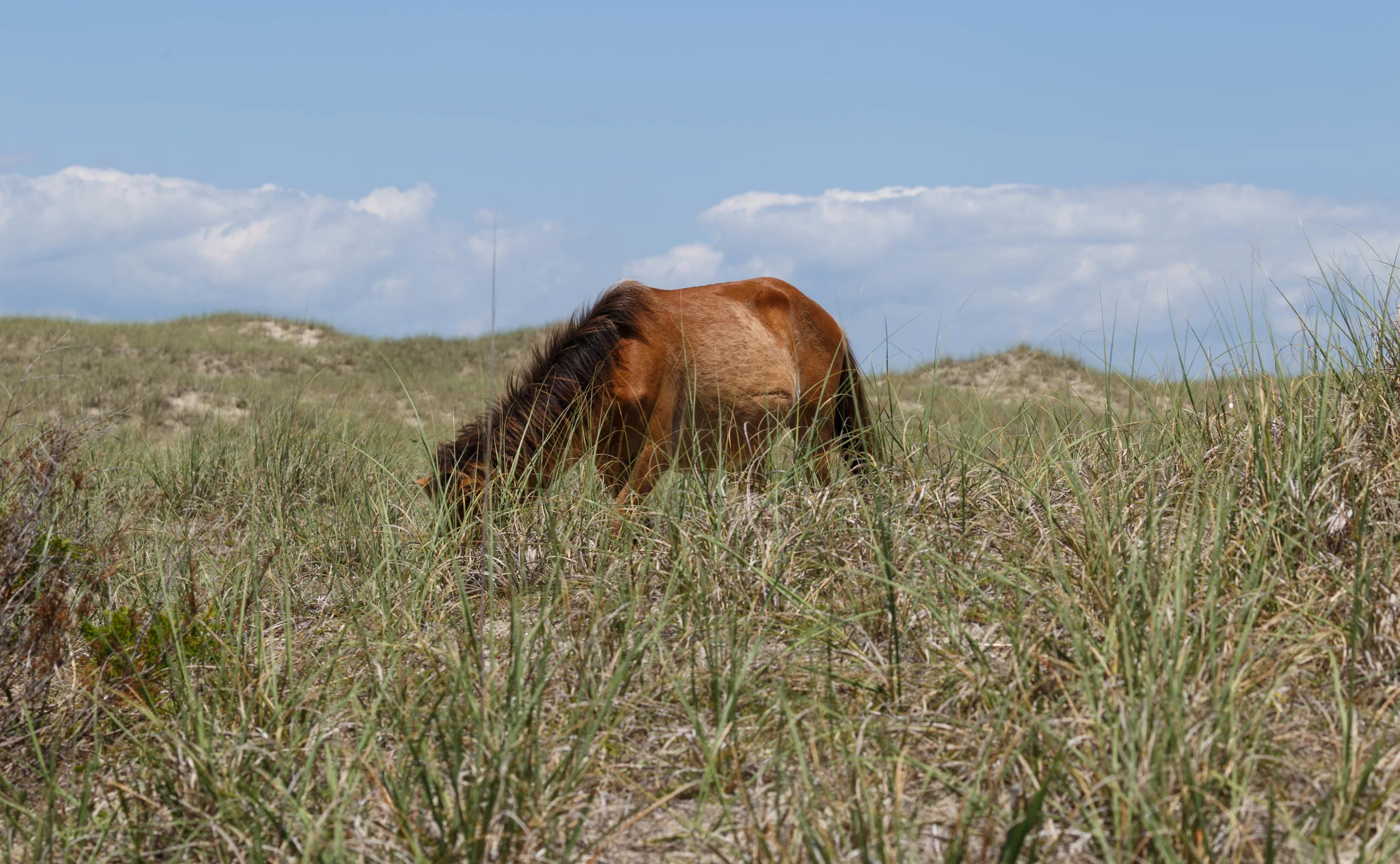 WildHorses_Shackleford-58.jpg