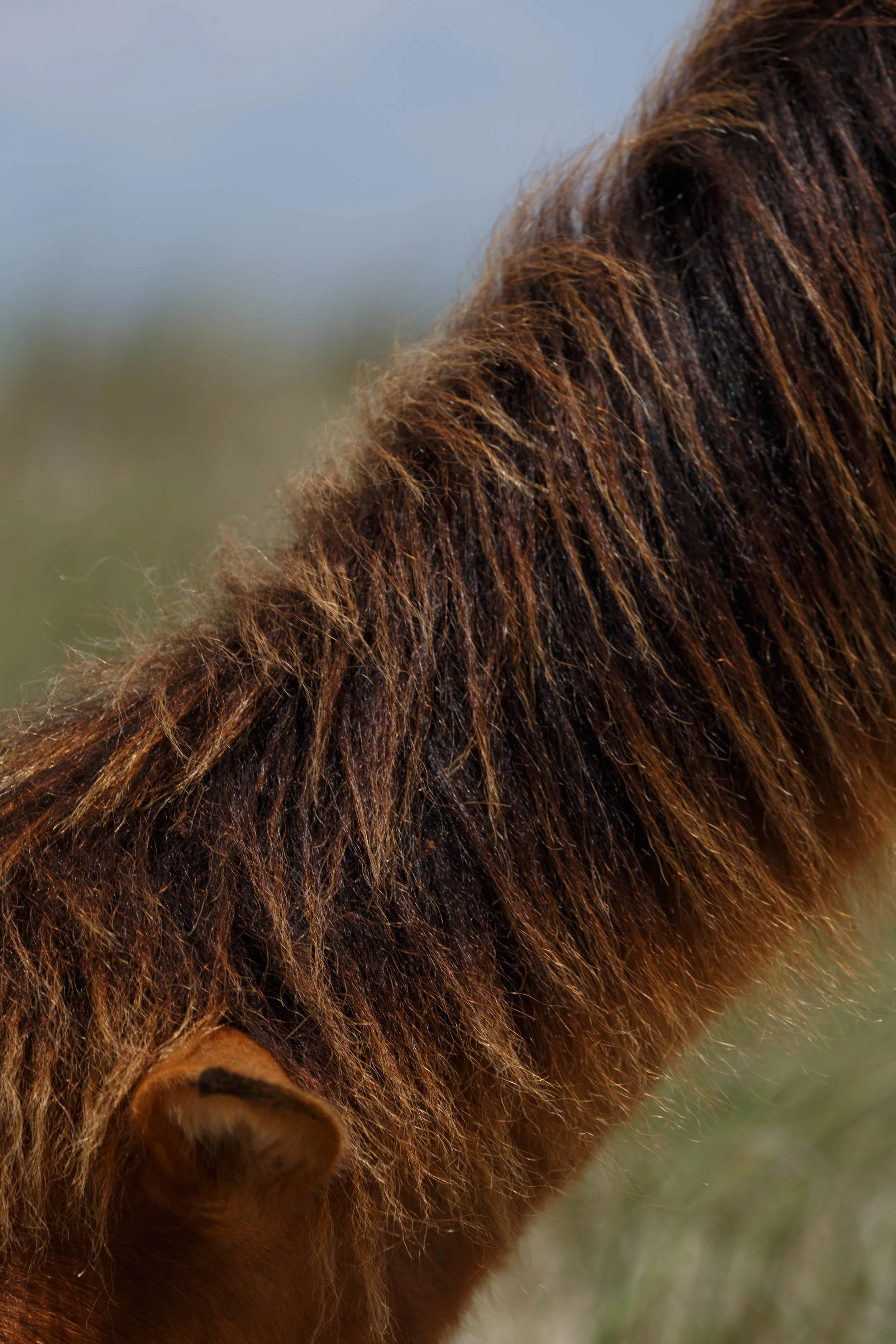 WildHorses_Shackleford-76.jpg