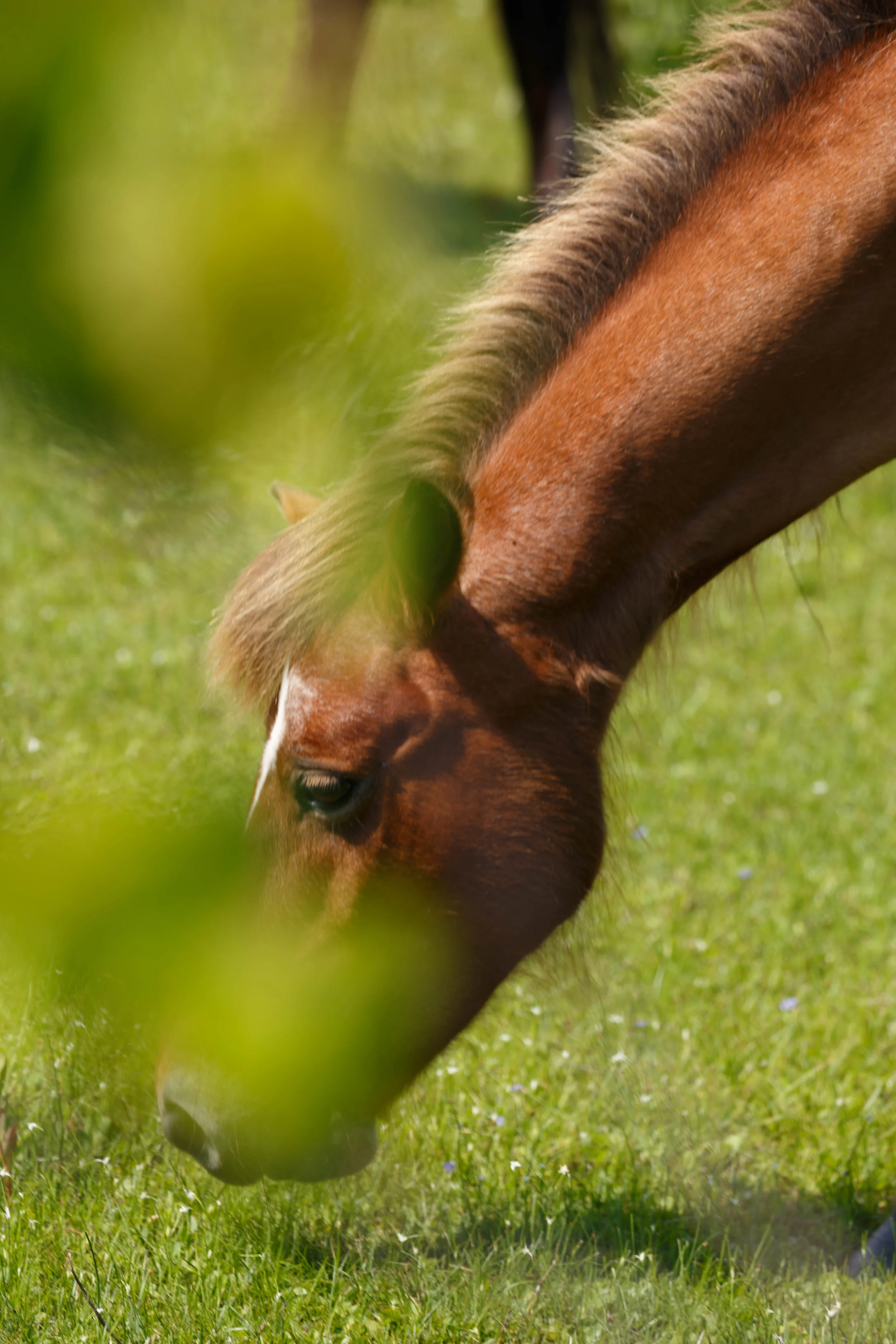 WildHorses_Shackleford-138.jpg