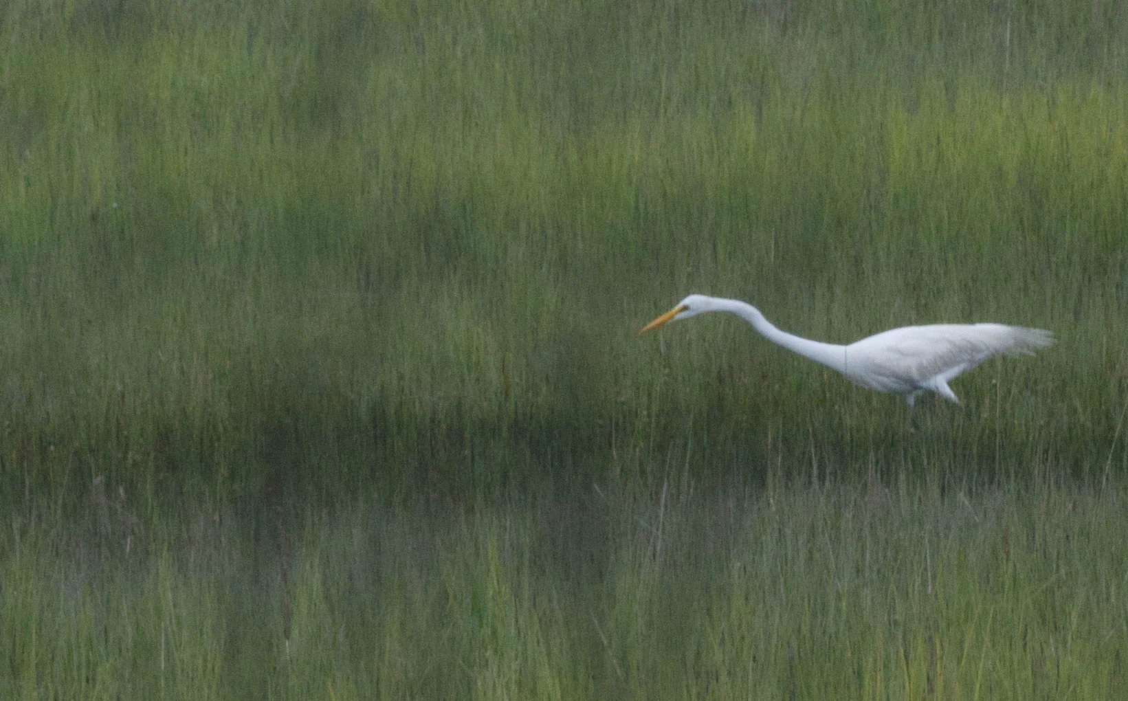 F8_Egret-97.jpg