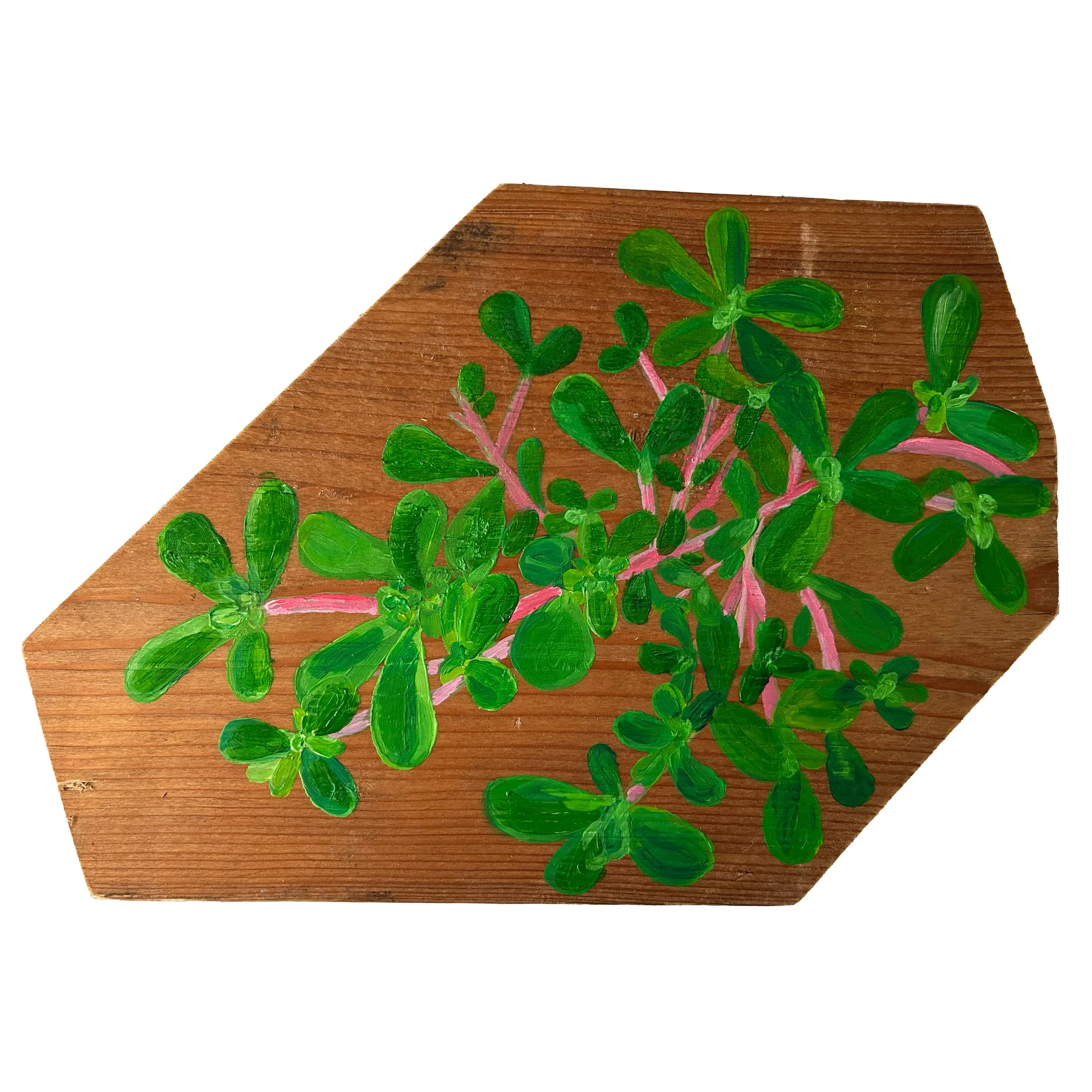 Common Purslane - £60 acryllic on reclaimed pine - 32cm x 22cm