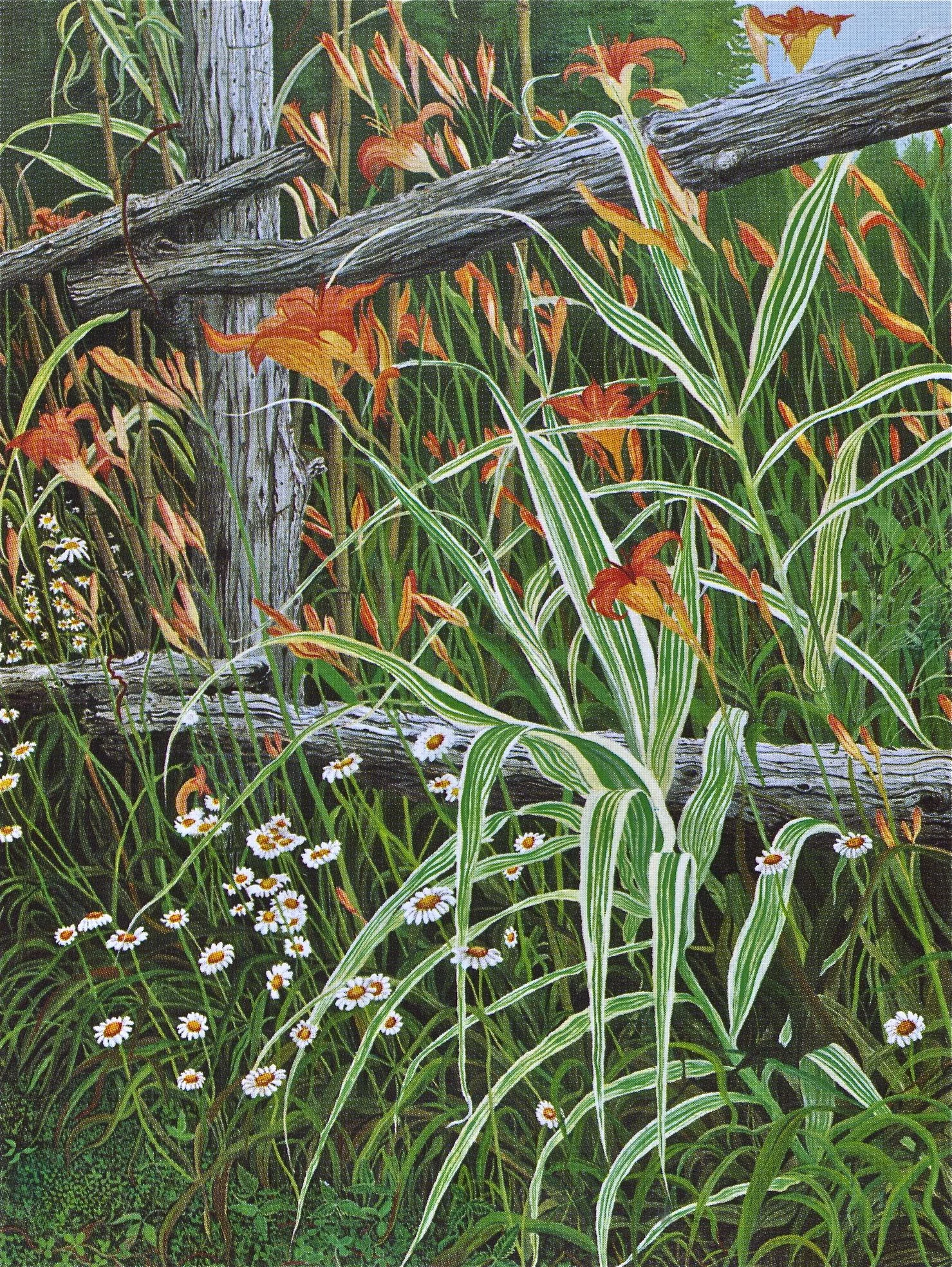 Consider the Lilies.jpg