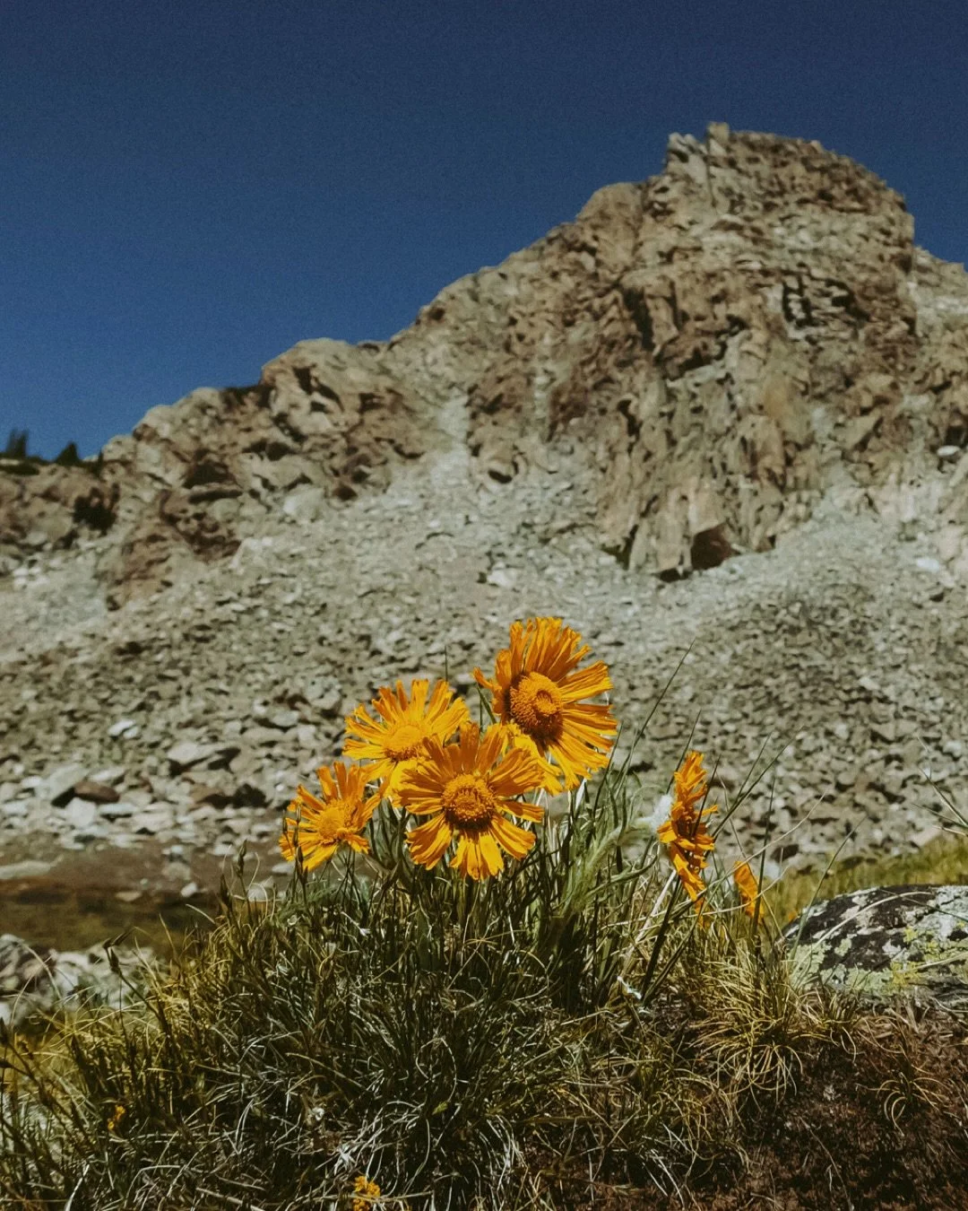 This first wildflower, &ldquo;Old Man of the Mountain&rdquo; is my new favorite to spot on hikes. They grow for 10 to 20 years in alpine environments before blooming only once. 🌻 Passing them on the trail feels like witnessing their hard earned mome